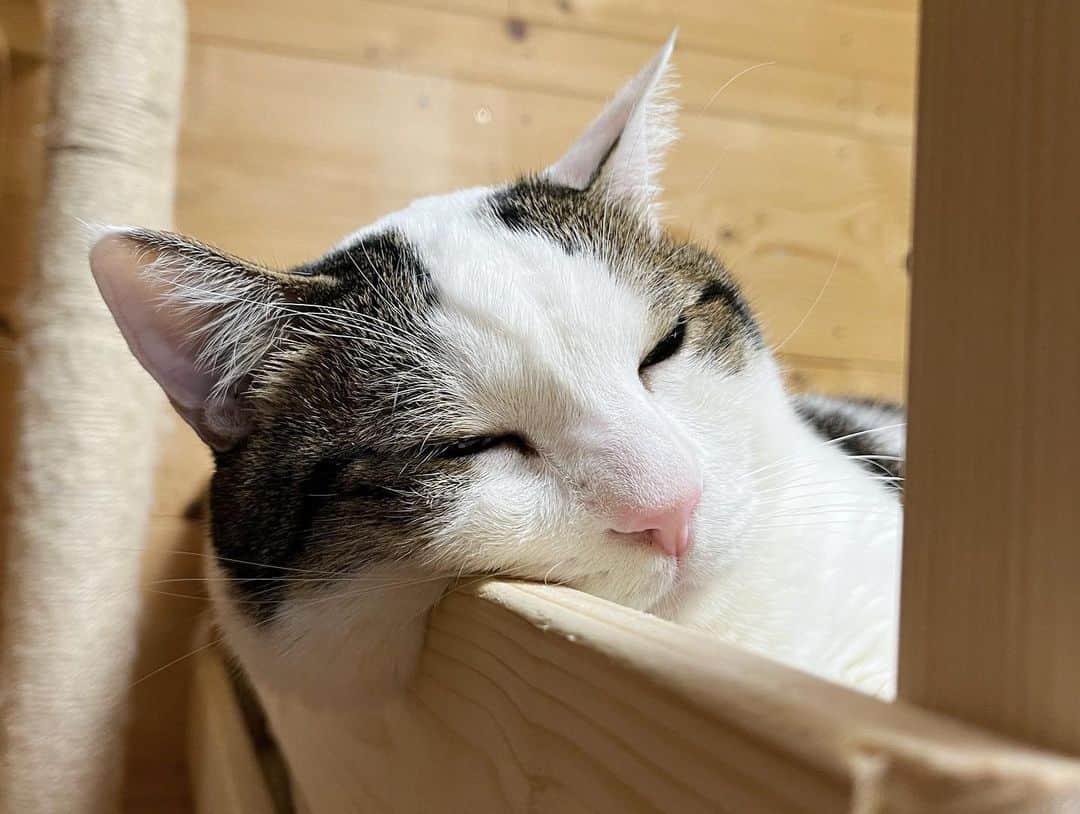 ひのき猫さんのインスタグラム写真 - (ひのき猫Instagram)「とろーり豆大福❤️  ・ ・ ・  #ひのき猫  #豆大福  #餅みたいな猫  #和菓子みたいな猫  #ぽっちゃり猫  #かわいい猫  #ねことの生活  #にゃんすたぐらむ  #猫部  #cat  #catstagram  #cutecats」11月10日 15時05分 - hinoki.cute.kitten