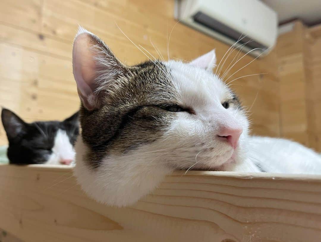ひのき猫さんのインスタグラム写真 - (ひのき猫Instagram)「とろーり豆大福❤️  ・ ・ ・  #ひのき猫  #豆大福  #餅みたいな猫  #和菓子みたいな猫  #ぽっちゃり猫  #かわいい猫  #ねことの生活  #にゃんすたぐらむ  #猫部  #cat  #catstagram  #cutecats」11月10日 15時05分 - hinoki.cute.kitten
