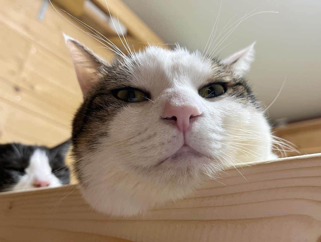 ひのき猫さんのインスタグラム写真 - (ひのき猫Instagram)「とろーり豆大福❤️  ・ ・ ・  #ひのき猫  #豆大福  #餅みたいな猫  #和菓子みたいな猫  #ぽっちゃり猫  #かわいい猫  #ねことの生活  #にゃんすたぐらむ  #猫部  #cat  #catstagram  #cutecats」11月10日 15時05分 - hinoki.cute.kitten