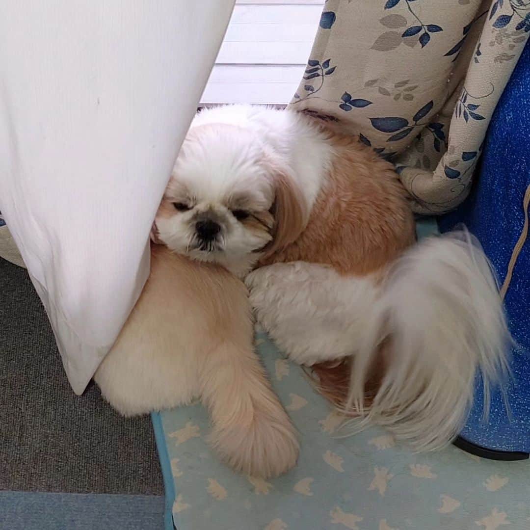 Kukkaのインスタグラム：「もっちり #シーズー」