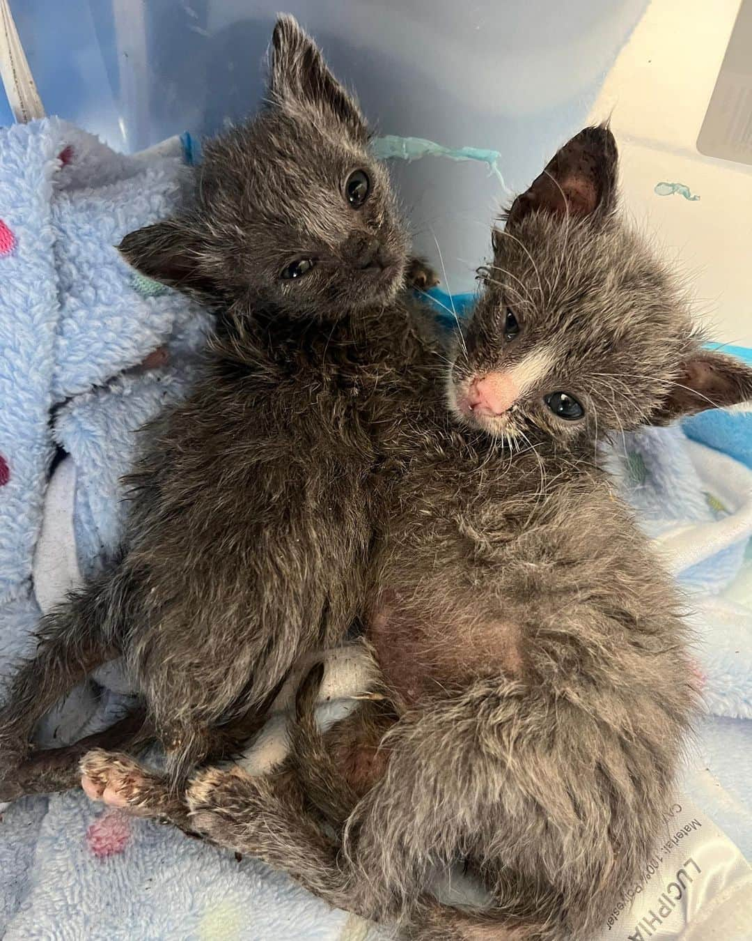 グレース・ビクトリア・コックスさんのインスタグラム写真 - (グレース・ビクトリア・コックスInstagram)「My foster kittens, Alice and Greta, are adoptable!!! These girls are the BEST cats on earth; no really- they are perfect❤️ To say I am obsessed with them would be a total understatement 🥹💕⭐️ Alice and Greta are the sweetest and most angelic kitties. More than anything, all that these girls want is to curl up in your lap and give you lots of hugs and kisses (yes, kisses!! They’ve learned a lot from my dog!!). We rescued Alice, Greta, and their brother from a city shelter 4 months ago when they were 10 days old— they were scheduled to be euthanized that same day!! 💔 (a lil side note: shelters do NOT want to euthanize animals, which is exactly why they ask rescues for help!!) As soon as I saw these kitties I knew that we had to save them (I want to save EVERYTHING lol- a mindset that I def absorbed from my rescue mentor @eerieofthecats !!) We found out during intake that these 3 were COVERED in ringworm (@wwhulk2 saw it immediately but ofc I didn’t want to believe him 🥲) The boy kitten didn’t end up making it. He was just too sick. He passed away a week later, but he knew LOTS of love in that time❤️ I knew that I would do anything I could to make sure that Alice and Greta pulled through…. And they did!!! 4 months later, Alice and Greta are HEALTHY, happy, AMAZING kittens that are SO ready for a forever home ❤️ They are the world’s MOST loving cats. Their adopter will be so unbelievably lucky to have them 🥳💕😻 The reason why I’m sharing this whole big thing is just to say… Alice and Greta’s story isn’t unique. Everything that these girls faced is super standard for orphaned kittens; ending up on the euthanasia list at a shelter, almost dying from being so sick… this is the story of almost every cat you’ll meet at a shelter or rescue! And they all deserve to be saved!! And deserve to find loving, forever homes ❤️❤️❤️ If you’d like to support this type of lifesaving work, the BEST thing that you can do is ALWAYS, ALWAYS adopt your pets (never shop!), foster animals in need, support groups that advocate for animal welfare, and volunteer with your local animal shelters and rescues ❤️💕  and PLEASE let me know if you’d like to adopt Alice and Greta!!!!! 💕💕💕」11月10日 15時14分 - gracevcox