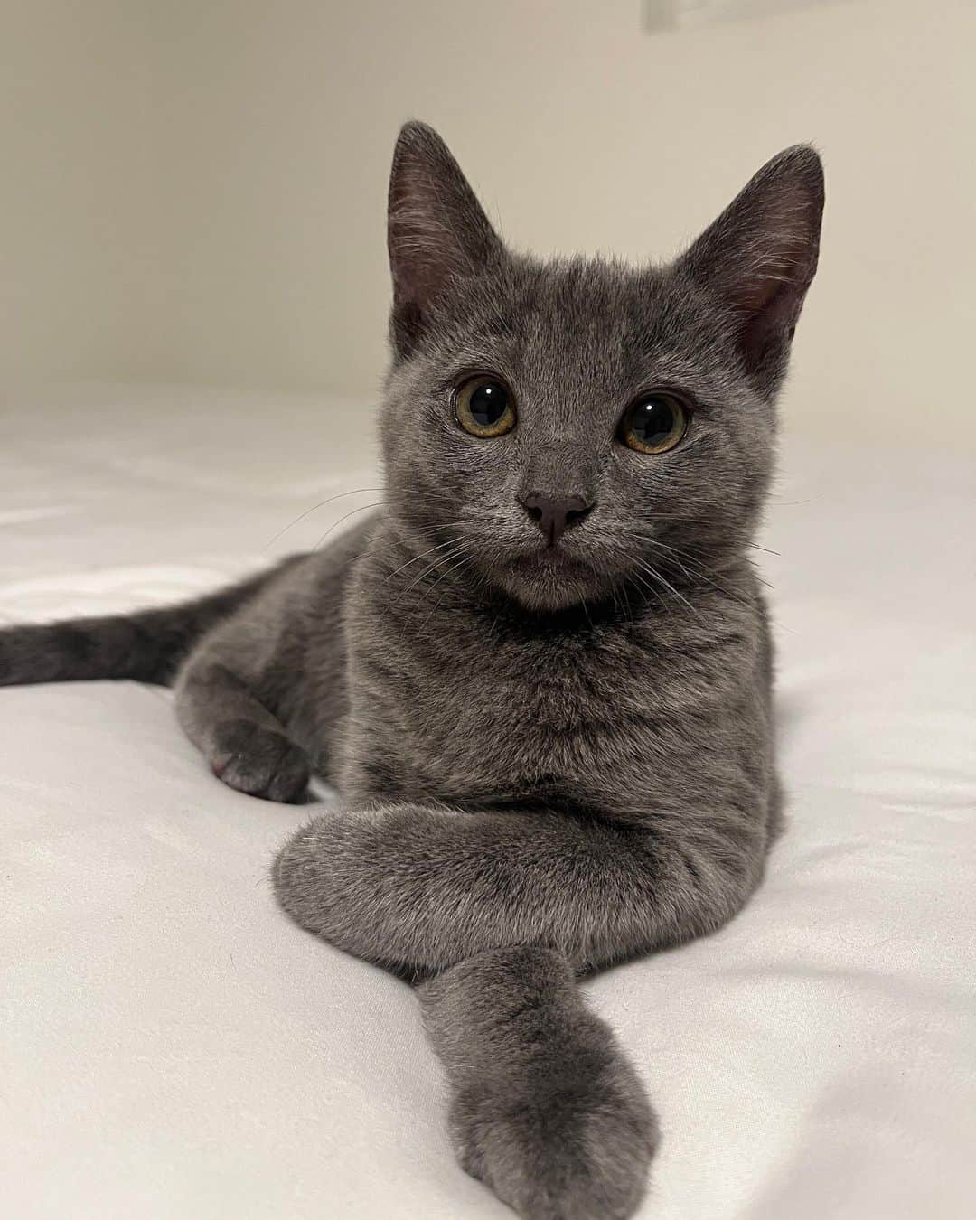グレース・ビクトリア・コックスのインスタグラム：「My foster kittens, Alice and Greta, are adoptable!!! These girls are the BEST cats on earth; no really- they are perfect❤️ To say I am obsessed with them would be a total understatement 🥹💕⭐️ Alice and Greta are the sweetest and most angelic kitties. More than anything, all that these girls want is to curl up in your lap and give you lots of hugs and kisses (yes, kisses!! They’ve learned a lot from my dog!!). We rescued Alice, Greta, and their brother from a city shelter 4 months ago when they were 10 days old— they were scheduled to be euthanized that same day!! 💔 (a lil side note: shelters do NOT want to euthanize animals, which is exactly why they ask rescues for help!!) As soon as I saw these kitties I knew that we had to save them (I want to save EVERYTHING lol- a mindset that I def absorbed from my rescue mentor @eerieofthecats !!) We found out during intake that these 3 were COVERED in ringworm (@wwhulk2 saw it immediately but ofc I didn’t want to believe him 🥲) The boy kitten didn’t end up making it. He was just too sick. He passed away a week later, but he knew LOTS of love in that time❤️ I knew that I would do anything I could to make sure that Alice and Greta pulled through…. And they did!!! 4 months later, Alice and Greta are HEALTHY, happy, AMAZING kittens that are SO ready for a forever home ❤️ They are the world’s MOST loving cats. Their adopter will be so unbelievably lucky to have them 🥳💕😻 The reason why I’m sharing this whole big thing is just to say… Alice and Greta’s story isn’t unique. Everything that these girls faced is super standard for orphaned kittens; ending up on the euthanasia list at a shelter, almost dying from being so sick… this is the story of almost every cat you’ll meet at a shelter or rescue! And they all deserve to be saved!! And deserve to find loving, forever homes ❤️❤️❤️ If you’d like to support this type of lifesaving work, the BEST thing that you can do is ALWAYS, ALWAYS adopt your pets (never shop!), foster animals in need, support groups that advocate for animal welfare, and volunteer with your local animal shelters and rescues ❤️💕  and PLEASE let me know if you’d like to adopt Alice and Greta!!!!! 💕💕💕」