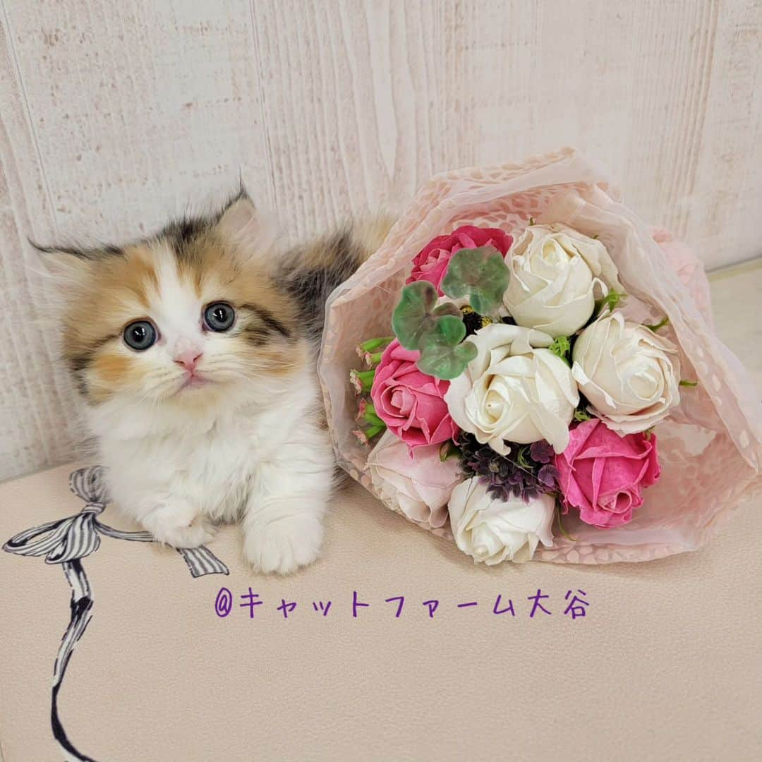 マンチカン(munchkin)キャットファーム大谷のインスタグラム：「Hさまご契約にゃんこちゃん♥️ ❁*·⑅❁*·⑅❁*·⑅❁*·⑅❁*·⑅❁*·  お店は、月・木曜日が定休日です。 現在、完全予約制になっておりますので ご来店される際はお店へお電話かメールにてご連絡くださいませ🙇‍♀️  お待ちしております🎵  ❁*·⑅❁*·⑅❁*·⑅❁*·⑅❁*·⑅❁*·  #キャットファーム大谷 #まんちかん #マンチカン #ネコ #こねこ #にゃんこ #猫ちゃん #ねこ部 #ニャンスタグラム #猫 #ねこ #子猫 #モフモフ #モフモフねこ #ミヌエット #短足 #ねこすたぐらむ #愛猫 #かわいい #ふわもこ部 #猫のいる暮らし #マンチカンブリーダー #ミヌエットブリーダー」