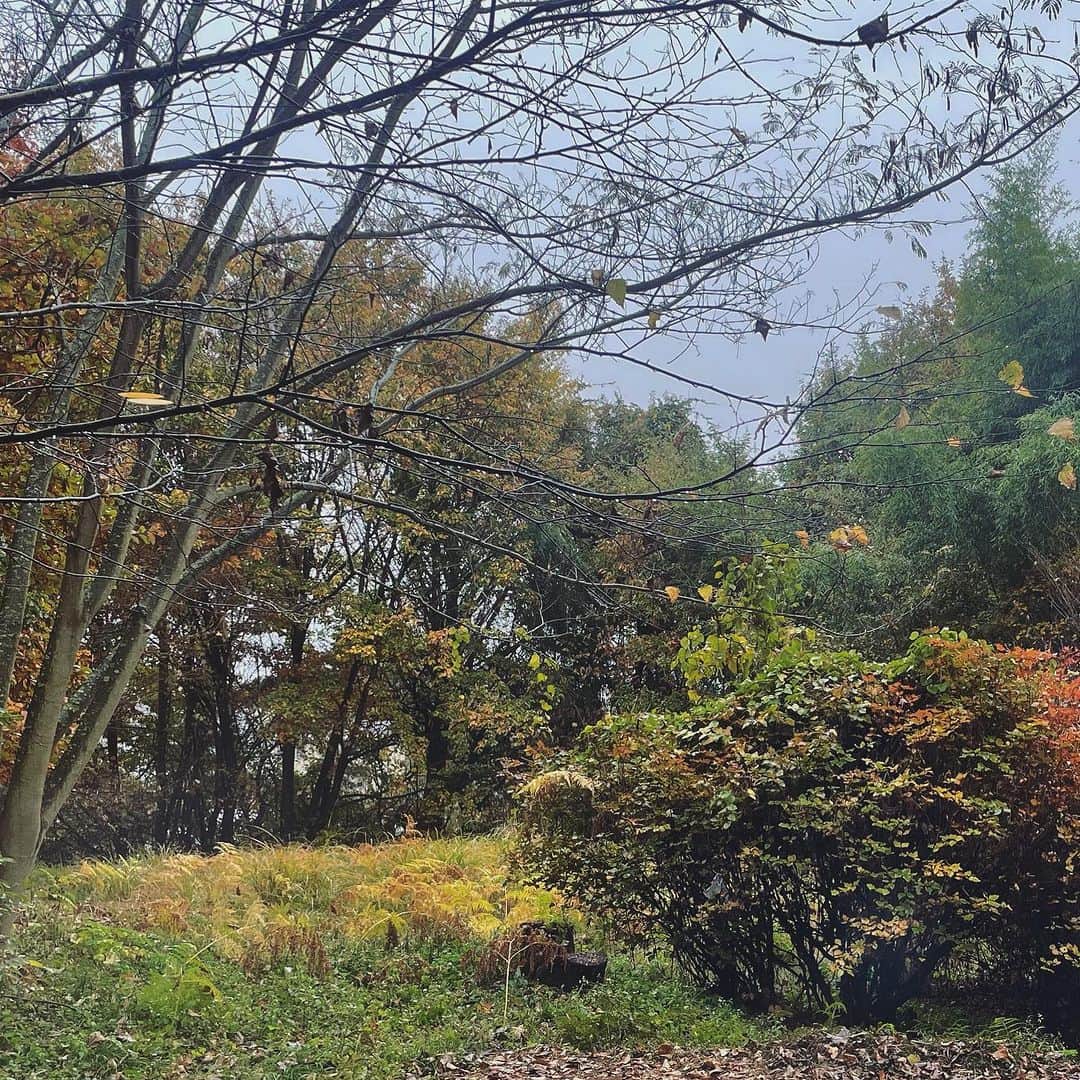 皆川明のインスタグラム：「御代田から京都へ  御代田が紅葉と落葉で風景が点描画のようでした。」