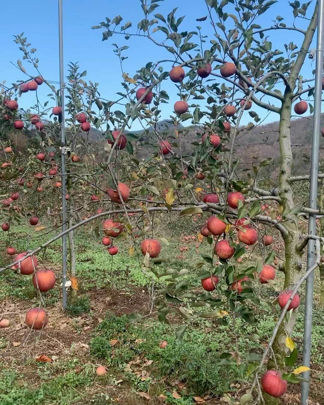 のインスタグラム：「달콤새콤 아사삭 ‘문경사과’ 🍎  경상북도 문경 산북에서 부모님께서 직접 재배하시는 깔끔하고 맛있는 사과 배송시작합니다❤️❤️   저도 오늘 열심히 사과 따고 왔습니당 오랜만에 부모님과 오라버니가 열심히 농사 지으신 결과물을 눈앞에서 보니 존경스럽고 매일 아무렇지 않게 먹던 사과가 참 귀하고 소중하더군요.. 엄마 아빠 오빠 사랑합니다 감사해요❤️❤️  자세한 문의는 ✔️ @chisoonpark」