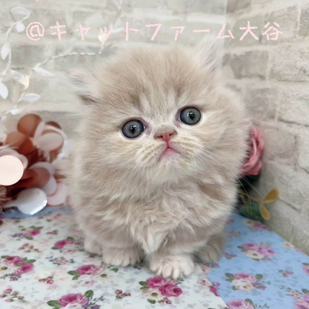 マンチカン(munchkin)キャットファーム大谷さんのインスタグラム写真 - (マンチカン(munchkin)キャットファーム大谷Instagram)「本日ご紹介の短足ミヌエットです🐱💕  お問い合わせ多数のかわいこちゃん登場✨🆕✨  No.2624.2625.2626 (詳細はHPをご覧下さいませ🍀😌🍀)  よちよちの愛らしい仕草がたまんないですよ🥰  是非ご見学くださいませ🌟  オンライン見学も承っております🎵  ❁*·⑅❁*·⑅❁*·⑅❁*·⑅❁*·⑅❁*·  お店は、月・木曜日が定休日です。 現在、完全予約制になっておりますので ご来店される際はお店へお電話かメールにてご連絡くださいませ🙇‍♀️  お待ちしております🎵  ❁*·⑅❁*·⑅❁*·⑅❁*·⑅❁*·⑅❁*·  #キャットファーム大谷 #まんちかん #マンチカン #ネコ #こねこ #にゃんこ #猫ちゃん #ねこ部 #ニャンスタグラム #猫 #ねこ #子猫 #モフモフ #モフモフねこ #ミヌエット #短足 #ねこすたぐらむ #愛猫 #かわいい #ふわもこ部 #猫のいる暮らし #マンチカンブリーダー #ミヌエットブリーダー」11月10日 16時43分 - roytar222