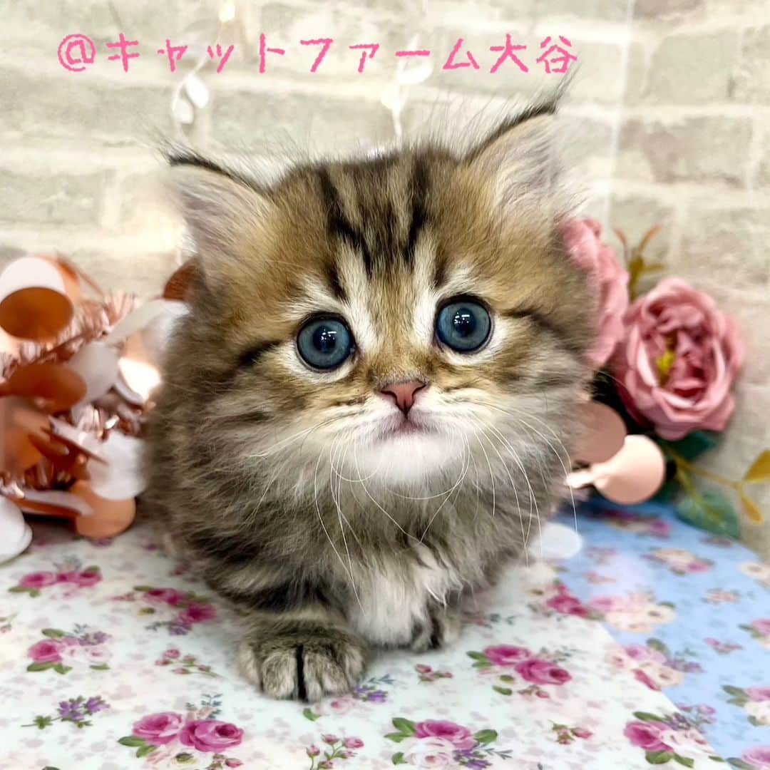 マンチカン(munchkin)キャットファーム大谷さんのインスタグラム写真 - (マンチカン(munchkin)キャットファーム大谷Instagram)「本日ご紹介の短足ミヌエットです🐱💕  お問い合わせ多数のかわいこちゃん登場✨🆕✨  No.2624.2625.2626 (詳細はHPをご覧下さいませ🍀😌🍀)  よちよちの愛らしい仕草がたまんないですよ🥰  是非ご見学くださいませ🌟  オンライン見学も承っております🎵  ❁*·⑅❁*·⑅❁*·⑅❁*·⑅❁*·⑅❁*·  お店は、月・木曜日が定休日です。 現在、完全予約制になっておりますので ご来店される際はお店へお電話かメールにてご連絡くださいませ🙇‍♀️  お待ちしております🎵  ❁*·⑅❁*·⑅❁*·⑅❁*·⑅❁*·⑅❁*·  #キャットファーム大谷 #まんちかん #マンチカン #ネコ #こねこ #にゃんこ #猫ちゃん #ねこ部 #ニャンスタグラム #猫 #ねこ #子猫 #モフモフ #モフモフねこ #ミヌエット #短足 #ねこすたぐらむ #愛猫 #かわいい #ふわもこ部 #猫のいる暮らし #マンチカンブリーダー #ミヌエットブリーダー」11月10日 16時43分 - roytar222