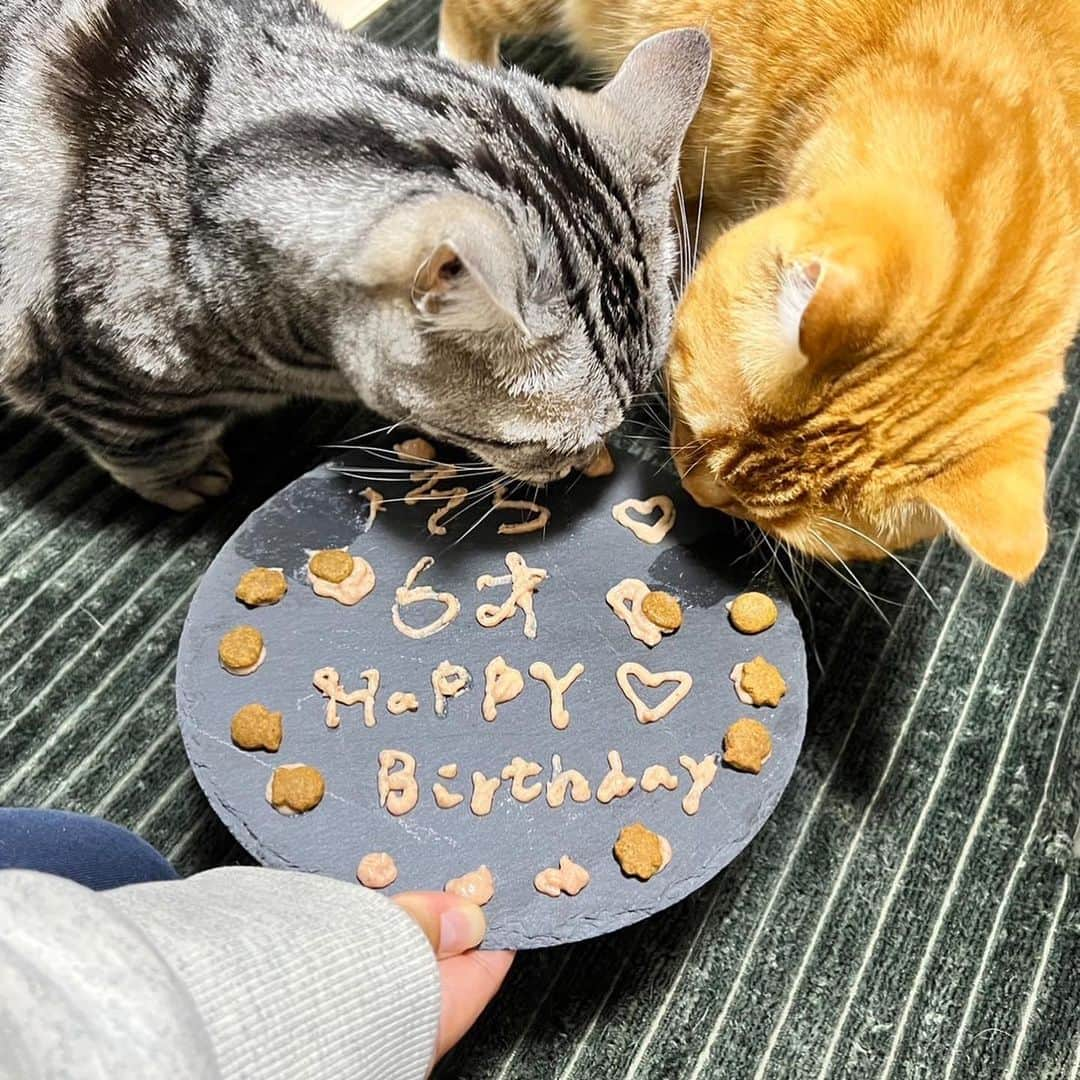 晴山由梨さんのインスタグラム写真 - (晴山由梨Instagram)「Happy birthday ソラ♡ 先日愛猫のソラが6歳の誕生日を迎えました🎂✨  甘えん坊で、食いしん坊で、おしゃべりな君が大好きよ🐱💕  最近はよく私の顔でフミフミしてます🐾  #ソラ #マンチカン #短足マンチカン #ソラとウタ  #ねこのいる暮らし #にゃんすたぐらむ」11月10日 16時44分 - hareyama_yuri