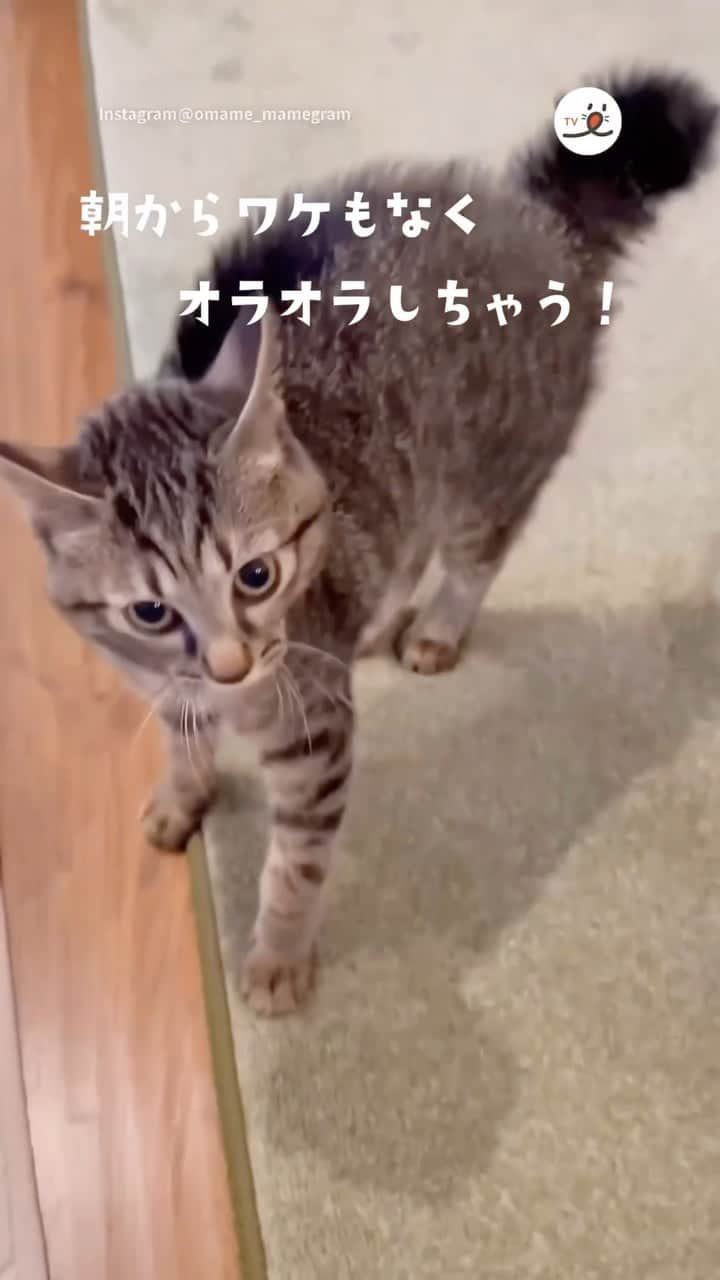 PECOねこ部のインスタグラム：「「オラオラ、やんのかぁぁぁ😼⚡」 ㅤㅤ 今回素敵な動画を提供してくださったのは… @omame_mamegram さん（おまめちゃん） 他にも素敵なお写真がたくさんあるので ぜひ遊びに行ってみてね♪ ㅤㅤ ㅤㅤ ㅤㅤ 〖 #ペコねこ部（ #pecoいぬ部 ） 〗をつけてご投稿いただくと PECOのSNSで楽しくご紹介させていただきます😋 フォロー&コメントお待ちしています✨ ㅤㅤ ㅤㅤ  ============================== @pecocats（ @pecodogs ）☚YouTubeでも可愛いワンニャン紹介中🐶💕 ==============================  #猫部 #ふわもこ部 #猫好きな人と繋がりたい #catstagram #catlover #냥스타그램 #캣스타그램 #キジトラ #子猫 #kitty #やんのかステップ #オラオラしてるのに #全然怖くない」