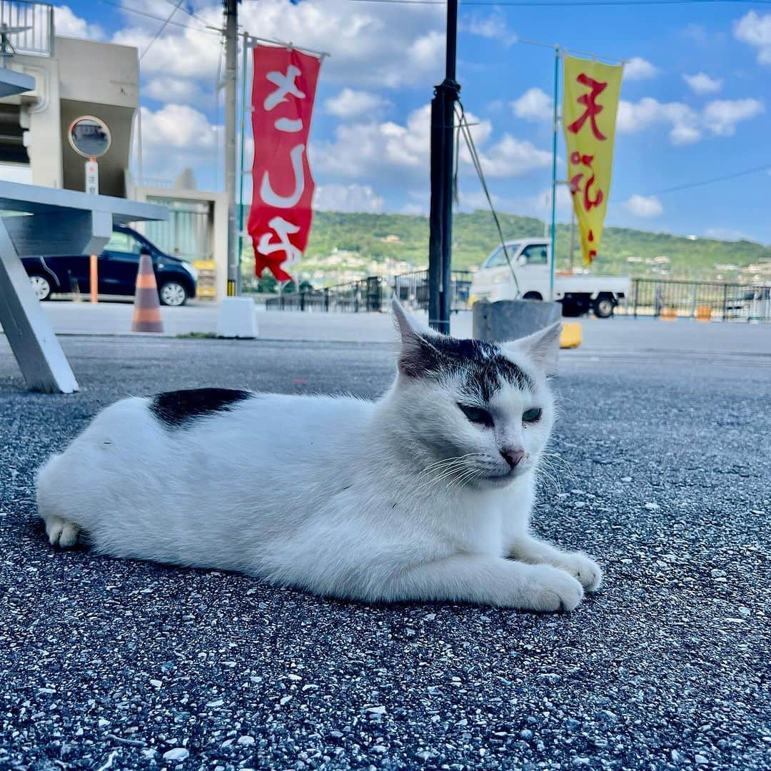 おきなわLikesさんのインスタグラム写真 - (おきなわLikesInstagram)「今回は沖縄天ぷらが食べたくなって、 聖地"奥武島"に行ってきました🚗🐱 ⁡ 本土のサクサク天ぷらもご飯に合って好きだけど、 サクもちの沖縄天ぷらはふと食べたくなるんですよね〜😋 ⁡ 漁港から魚を運搬する際に暑い沖縄で生の魚は傷みやすく、 腐りにくくするために天ぷらにして運んだとか。 （諸説あり） ⁡ だから港町の奥武島には 天ぷら屋さんがたくさんあるのかな～🤔 有名な天ぷら屋さんばかりなので、 悩んでしまう方のために勝手にレビュー🩵笑 ⁡ 📍#中本鮮魚店  奥武島に渡ってすぐ目の前にあるお馴染みのお店💡 種類が豊富でつい頼みすぎちゃう！！ 外国人のお客様にも人気みたいで 注文票も3か国語で用意されてました🇺🇸🇨🇳 ⁡ 📍#大城てんぷら  個人的オススメは500mlペットボトルくらい 大きいアーサ天ぷら！！！（写真4枚目） ポークが入ってて、パンチがある！ このサイズでもペロリでした😋🩵 ⁡ 📍#てるちゃん天ぷら  珍しい海ぶどう天ぷらは刻んだ生姜がたっぷり入っていて、３軒目でもさっぱり食べられますよ！（写真5枚目） ⁡ 漁港の目の前で天日干しされているイカが気になって 干してたおばあに声かけたら、 「これ売ってあげるよ」ってその場で取ってくれて、 てるちゃんの店舗で購入出来ました👏🦑🦑 トースターで焼いてマヨネーズと七味で…はい、最高😍 ⁡ 編集部メンバーにお土産にあげたら、 みんな気に入って後日買いに行ったとか🤭💗 わたしは先週末再び買いに行ったけど、 干したて(?)イカは完売で、冷凍のみでした😭 ⁡ ⁡ 私の中で、奥武島のイメージが 天ぷら→イカ🦑になりつつあるかも…🤣 ⁡ ⁡ 以前紹介した南城市Nバスで奥武島に行くルートもあるので、飲み歩きしながら、海の風を感じて、 天ぷら食べ比べして見るのも最高ですよ～🤤🩵 ⁡ あ、あと☝️ 市場のお刺身もとっても美味しそうだったのに、 天ぷら食べ過ぎてお刺身までたどり着けなかった... 腹持ちの良い沖縄天ぷらは食べすぎに注意です笑 ⁡ 東京の下町から4月に移住してきた【ともみん】でした🙋‍♀️✨ まだまだ「せっかく来たから…」の気持ちが抜けず つい一気に食べ比べしたくなっちゃうんですよね🤭 ⁡ ✜ 𖣯 ✜ 𖣯 ✜ 𖣯 ✜ 𖣯 ✜ 𖣯 ✜ 𖣯 ✜ 𖣯 ✜ 𖣯 ✜ ⁡ 沖縄のこと、「ちょっと好き」から「もっと好き」に。 ⁡ フォローしてね🌺 @okinawa_likes ⁡ ✜ 𖣯 ✜ 𖣯 ✜ 𖣯 ✜ 𖣯 ✜ 𖣯 ✜ 𖣯 ✜ 𖣯 ✜ 𖣯 ✜ #おきなわLikes #沖縄 #沖縄観光 #沖縄旅行 #沖縄好きな人と繋がりたい #okinawa #奥武島 #沖縄天ぷら #天ぷら #沖縄料理 #沖縄グルメ #イカ #猫 #南城市 #Nバス」11月10日 17時00分 - okinawa_likes