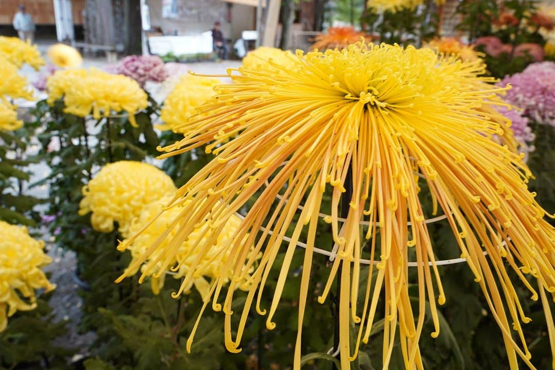 平塚市さんのインスタグラム写真 - (平塚市Instagram)「菊シリーズ第2弾は平塚八幡宮の菊花展です✨ ピンク、黄色、白と様々な色の菊があり、とても見応えがありますね👀 平塚八幡宮の菊花展は、11月15日まで開催されています！ 菊は秋を代表するお花です。 ぜひお越しください😊  #手をつなぎたくなる街 #hiratsukagood #hiratsuka　#平塚　#湘南 #kanagawaphotoclub　#instaflower #菊　#キク　#菊花展　#花好きな人と繋がりたい　 #花スタグラム　#フォトスポット　#花　#平塚八幡宮 #秋　#秋の訪れ　#お出かけ　#秋の庭 #今日もお疲れ様でした #instagramjapan　#igersjp　#japanphoto #dslr　#camera　#bestjapanpic」11月10日 17時00分 - hiratsukagood