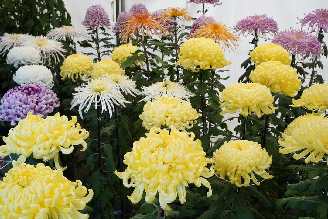 平塚市さんのインスタグラム写真 - (平塚市Instagram)「菊シリーズ第2弾は平塚八幡宮の菊花展です✨ ピンク、黄色、白と様々な色の菊があり、とても見応えがありますね👀 平塚八幡宮の菊花展は、11月15日まで開催されています！ 菊は秋を代表するお花です。 ぜひお越しください😊  #手をつなぎたくなる街 #hiratsukagood #hiratsuka　#平塚　#湘南 #kanagawaphotoclub　#instaflower #菊　#キク　#菊花展　#花好きな人と繋がりたい　 #花スタグラム　#フォトスポット　#花　#平塚八幡宮 #秋　#秋の訪れ　#お出かけ　#秋の庭 #今日もお疲れ様でした #instagramjapan　#igersjp　#japanphoto #dslr　#camera　#bestjapanpic」11月10日 17時00分 - hiratsukagood