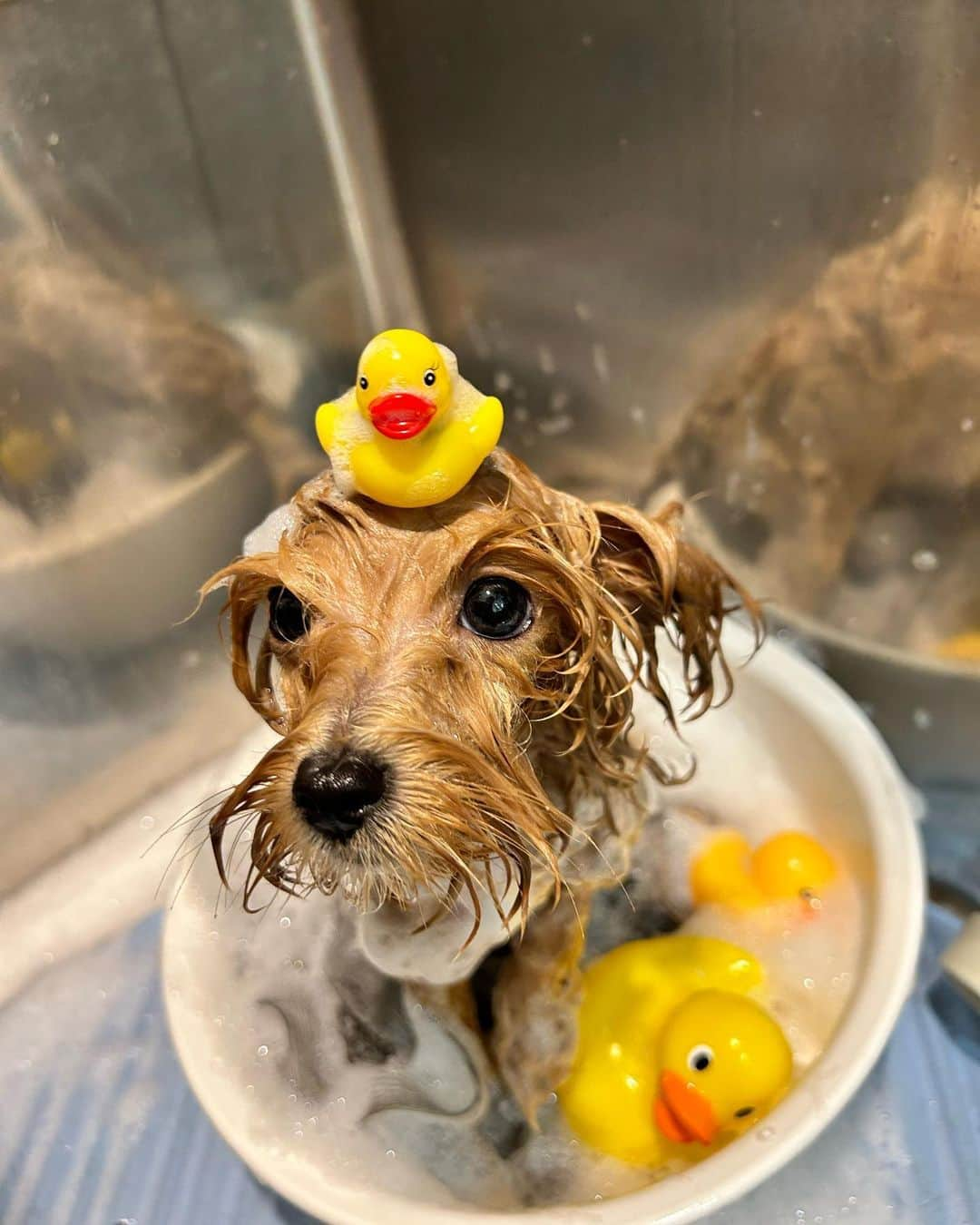 小湊よつ葉さんのインスタグラム写真 - (小湊よつ葉Instagram)「🐶  うにたんトリミングデビュー🐥  うにたん2回目のシャンプー🐥  最近うにが理解するようになってきたなって感じます☺️  病院行ってもシャンプー行っても宅配の人にも誰にでも尻尾振って人懐っこい子だったんですが、ここ最近は「いやだよぉ😔」「誰だ誰だ！」ってしてて変化してきました☺️  可愛いです、優勝です🏆  おめでとう🏆  #子犬 #犬 #犬のいる暮らし #シャンプー #トリミング #うに」11月10日 17時22分 - yotsuha_km0529