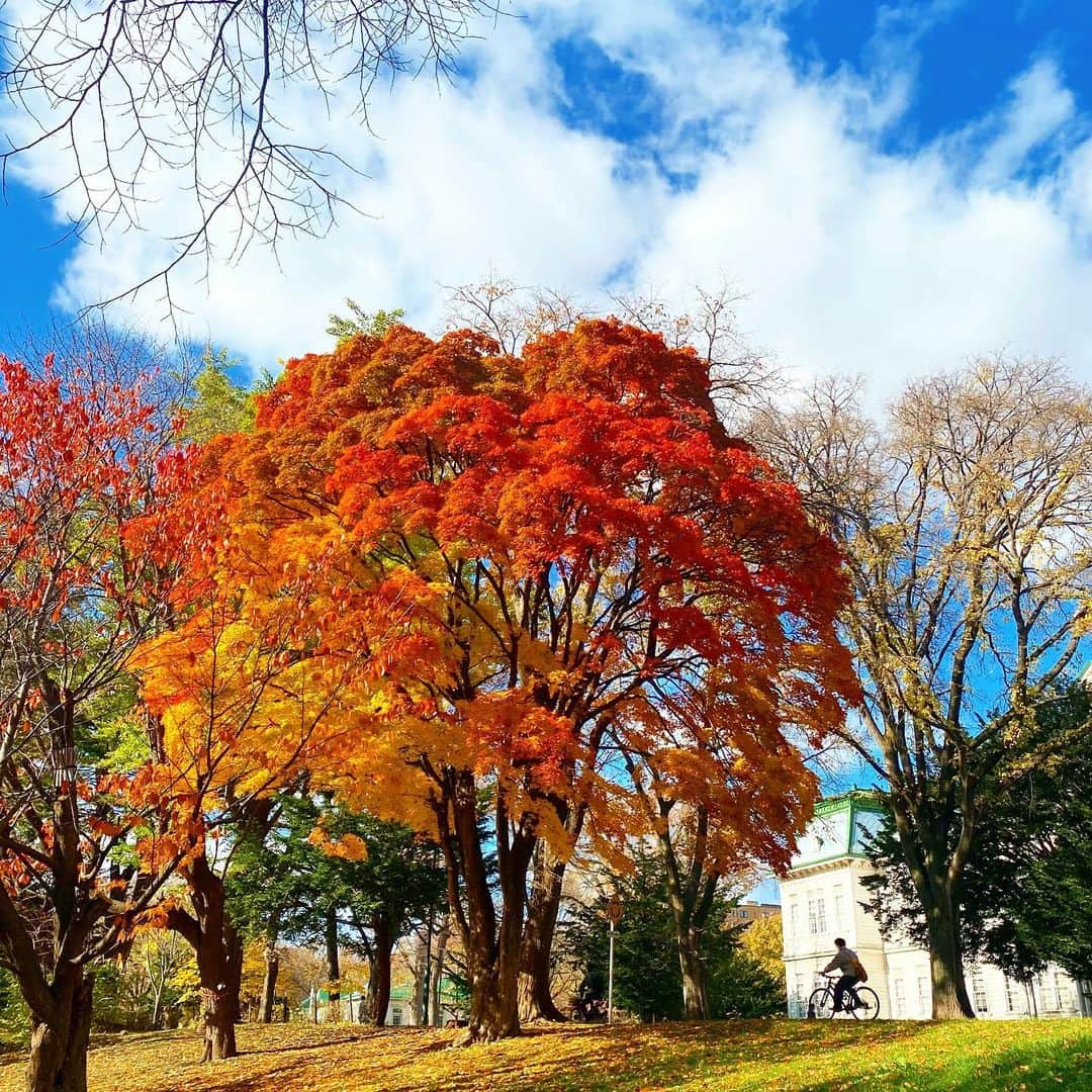 aya*のインスタグラム：「🍁 ・ 北大の銀杏並木を見てきました☺︎ ピークは過ぎていたけど それでも見応えありで 天気も良かったおかげで のんびりお友達とおしゃべりしながら 写真を撮ったりしてお散歩日和でした♡ ・ ・ #sapporo #北大銀杏並木 #銀杏並木」