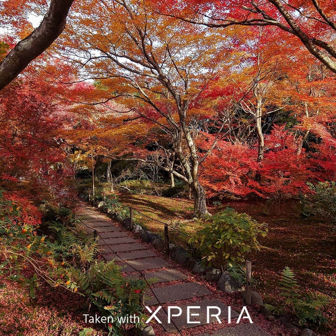 Sony Mobileさんのインスタグラム写真 - (Sony MobileInstagram)「A fanfare of colour before winter sets in, witness the seasons change with Xperia! 🍂 From orange hues to the fiery reds of fall – see the magic of autumn through a different lens – #TakenWithXperia by @kohki   #Sony #Xperia #SonyXperia #MobilePhotography」11月10日 17時30分 - sonyxperia