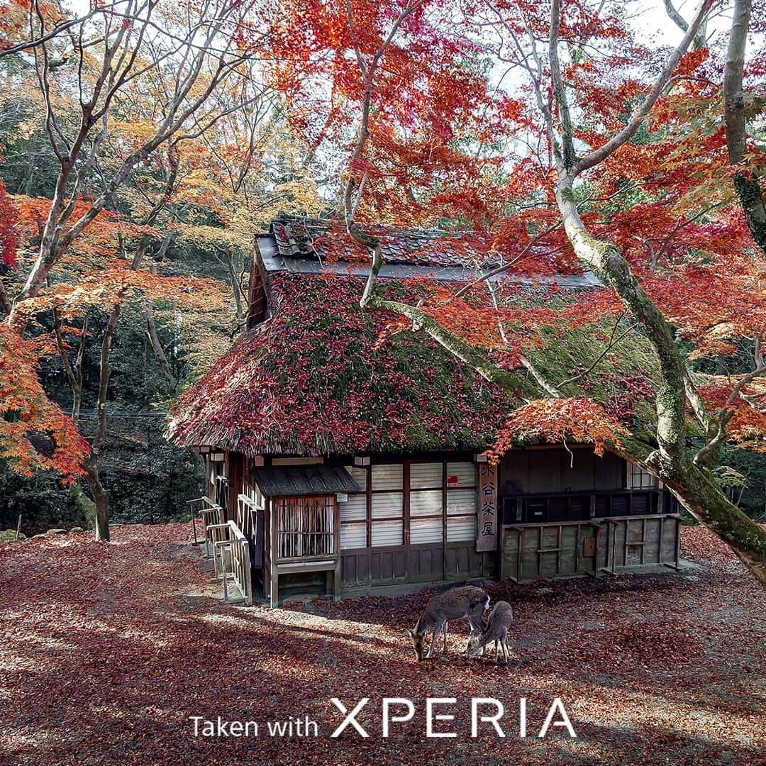 Sony Mobileのインスタグラム：「A fanfare of colour before winter sets in, witness the seasons change with Xperia! 🍂 From orange hues to the fiery reds of fall – see the magic of autumn through a different lens – #TakenWithXperia by @kohki   #Sony #Xperia #SonyXperia #MobilePhotography」