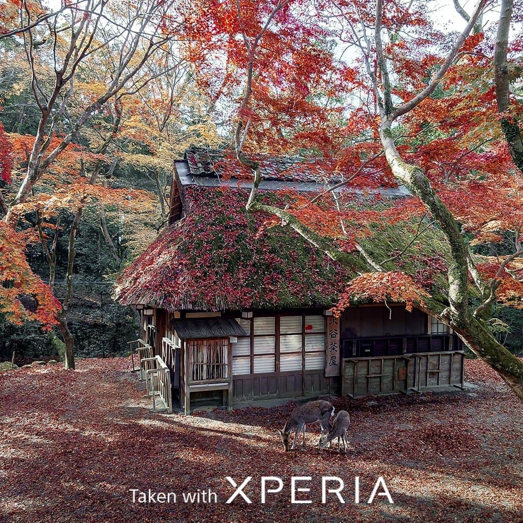 Sony Mobileのインスタグラム