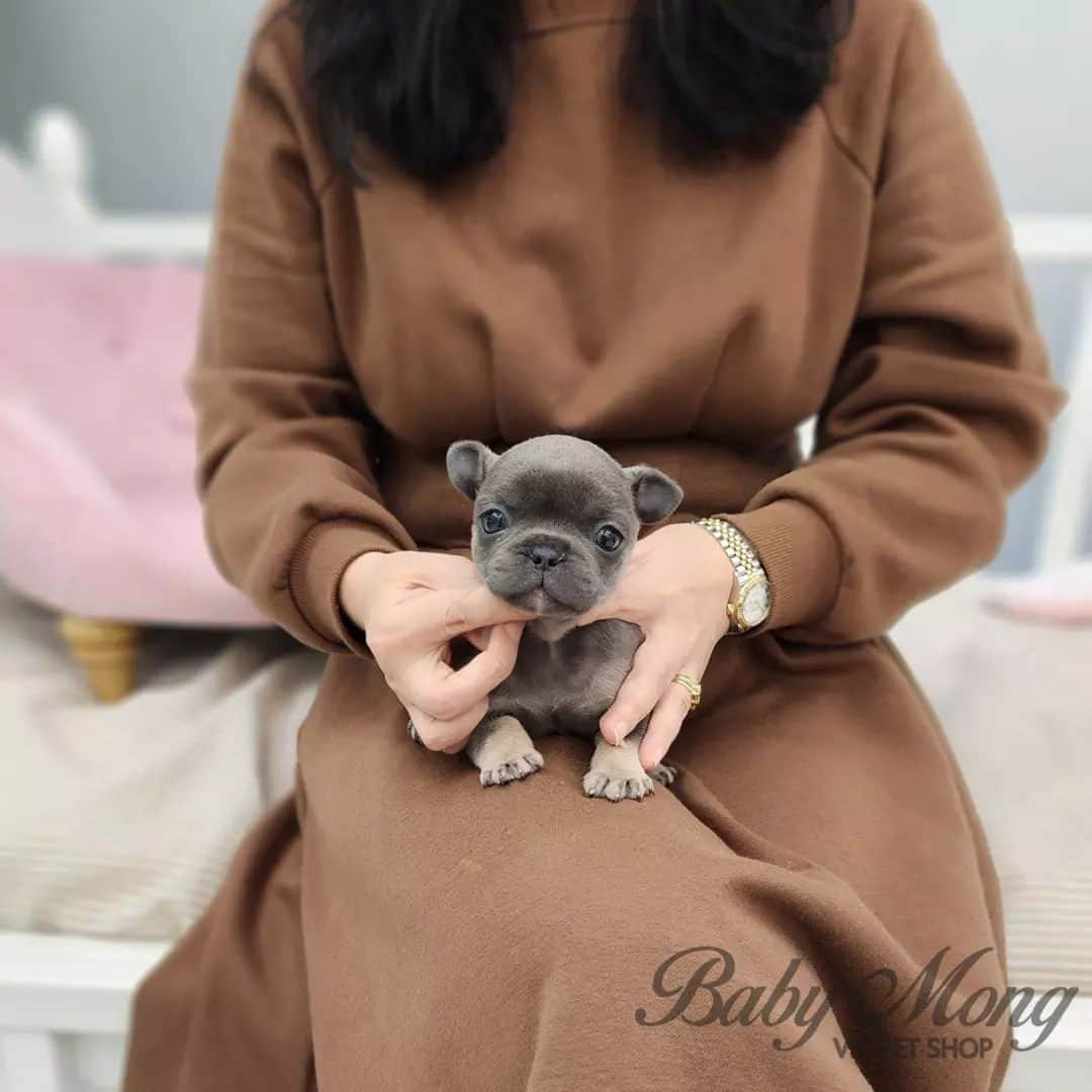 のインスタグラム：「Have you ever seen a puppy cuter than this one?😆😆 . . 저희는 다양한 강아지를 소유하고있으며, 강아지의 외모와 건강에 최선을 다하고 있습니다. We OWN Each and Every Puppy In Hand We Only Offer the Best in Appearance and Health  . . 베이비몽은 11년동안 운영한 믿을 만한 펫샵으로 많은 한류스타, k팝스타, 셀럽들이 선택한 곳입니다 미니 사이즈,명품견 전문으로  해외,국내에서 이미 유명하며  단 한건의 사고 없이 지금까지 운영해 왔습니다  당신이 원하는 강아지가 있다면 언제든지 연락주세요!!  BabyMong is a reliable pet shop that has been operating in Korea for 11 years. Many K-pop stars, Korean wave stars, and celebrities chose BabyMong. We are specialize in selling mini-cup-sized puppies. We sent many puppies abroad for a long time. And the puppies have been transported safely without a single accident.  Feel free to contact me if you are interested. . . ????서울 영등포 본점: 010 8325 0086 영업등록번호: 110111-7609071 주소: 서울시 영등포구 영중로23 대표번호: 1688-4386 ??  text Instagram☎+82-10-2214-0186 Whatsapp +82-10-2214-0186 Wechat babymongoverseas Email : babymongkorea@gmail.com Dm : ?? Please direct message call me BABYMONG Main Kakao talk ID : babymongkorea . . #프랜치불독#프랜치불독입양#프랜치불독분양 #프랜치불독스타그램#멍스타그램#댕스타그램 #강아지#애견#애견분양#서울애견#베이비몽 #frenchbulldog#micropuppy#frenchbulldogsofinstagram #teacuppuppy#frenchbulldogpuppies #puppy#puppies#cute#dogstagram#frenchbulldoglove #puppyforsale#koreanpuppy#overseas#delivery」