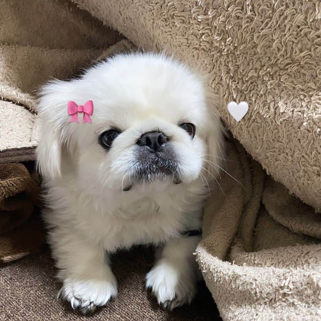 白川蘭珠のインスタグラム：「.  🍼🎀」