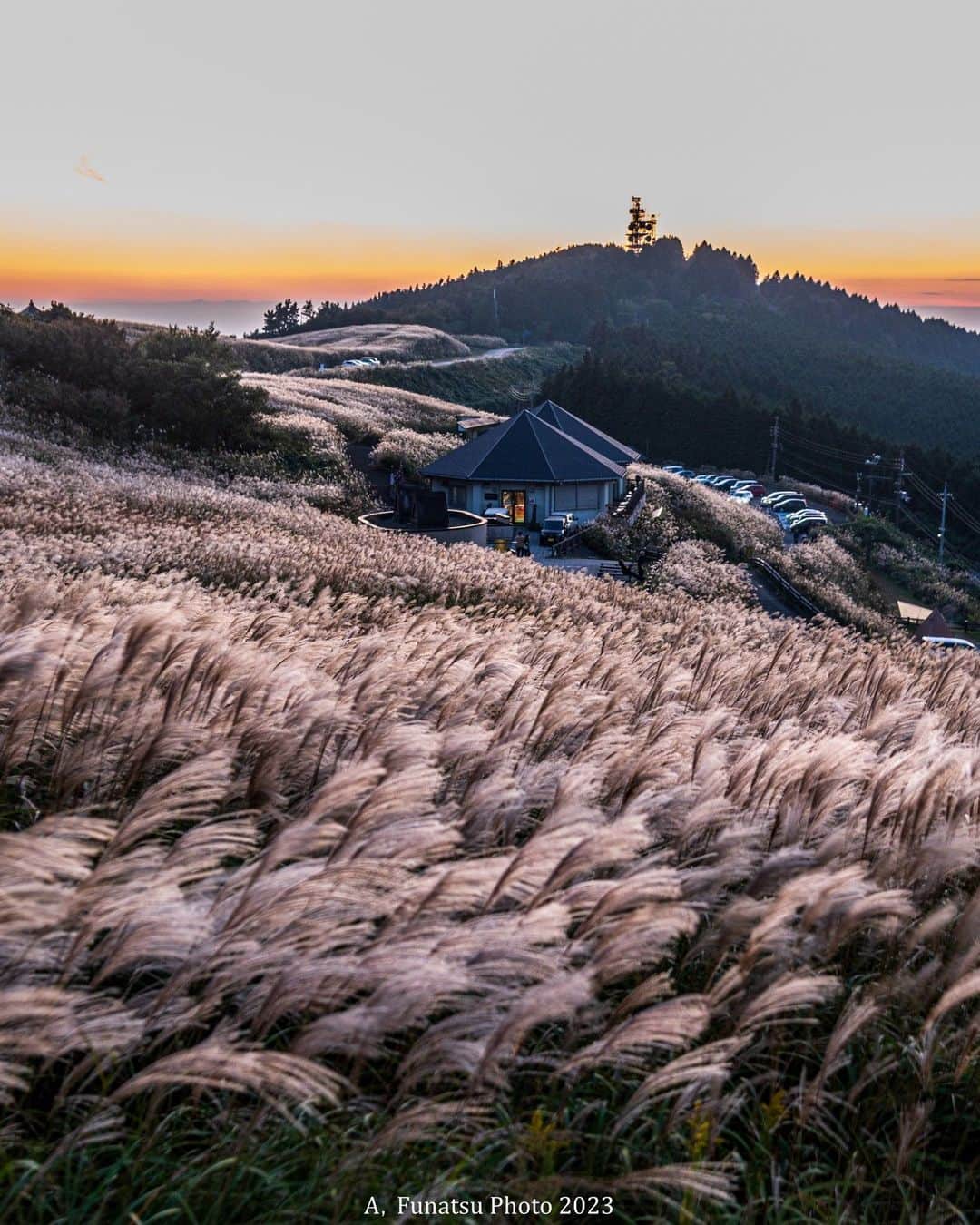 Visit Wakayamaのインスタグラム：「. At Oishi-kogen Highland, a sea of feathery pampas grass sways gently in the autumn twilight. 📸 @akirafunatsu 📍 Oishi-kogen Highland, Wakayama . . . . . #discoverjapan #unknownjapan #instajapan #landscape #japan #japantrip #japantravel #beautifuldestinations #wakayama #wakayamagram #explore #adventure #visitwakayama #travelsoon #visitjapan #travelgram #stayadventurous #igpassport #explorejapan #lonelyplanet #sustainabletourism #oishikogen #pampasgrass #goldenhour #autumnleaves #fallcolors #oishihighland #oishikogenhighland #autumninjapan #kansai」