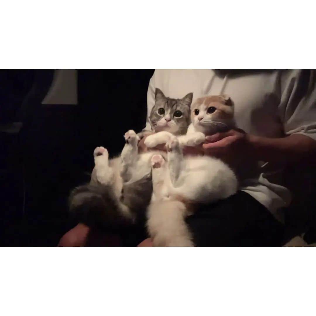 もちまるのインスタグラム：「【緊急】台風で停電したため猫たちと一緒に避難しました…」