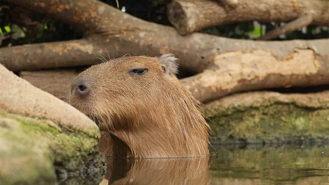 渡辺克仁のインスタグラム：「カピバラの鼻の穴を鑑賞する動画。  #カピバラ #水豚 #capybara #神戸どうぶつ王国  #可愛い #かわいい #pretty #癒し」