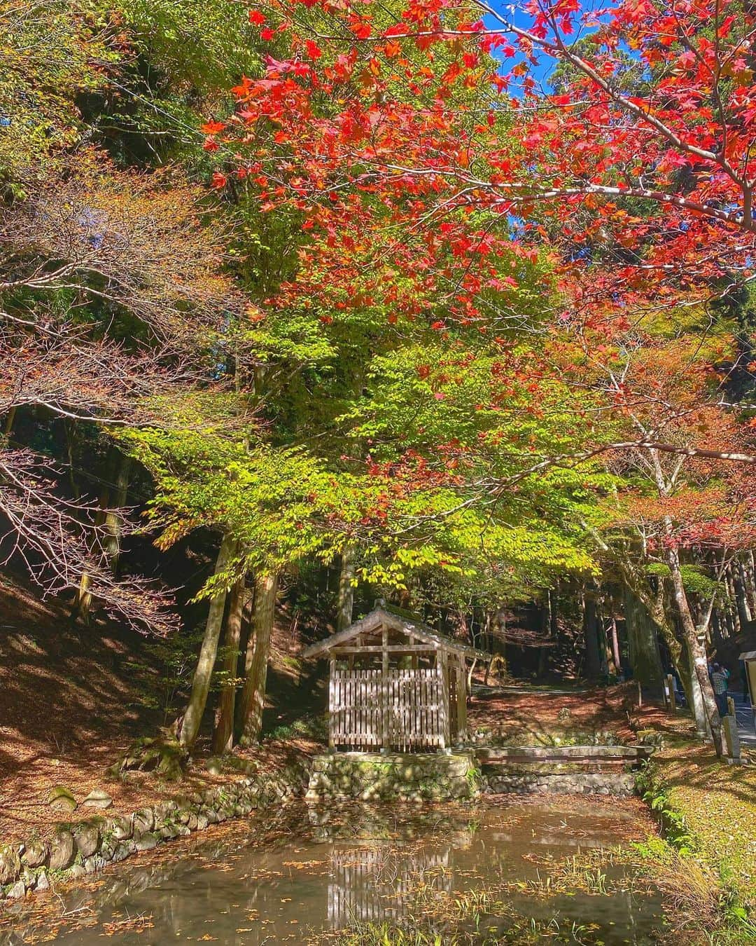 hama_aki_pppさんのインスタグラム写真 - (hama_aki_pppInstagram)「滋賀県大津市#比叡山延暦寺 (スライドしてください) Location Siga Japan #Enryakujitemple (Swipe)   2023.11.08   毎年恒例のカレンダーを買いに#延暦寺 に行って来ました🚗💨 今年の紅葉はどこも緑や黄色の葉もあり見頃はこれからかなあと思うのに、赤茶色に丸まって落ちてる紅葉もいっぱいあって早くも散り紅葉も楽しめる不思議な光景が広がっています🍁🍁🍂 それはそれで綺麗なんですが 　 　  #神社仏閣  #寺社仏閣  #こころから  #おとな旅プレミアム  #神社好きな人と繋がりたい  #関西でお写んぽ  #寺院仏閣  #タビジェニ　 #しがトコ  #日本庭園  #iphonephotography  #sorakataphoto  #japanese_gardens  #japanesetemple  #jalan_travel  #beautiful_kansai  #loves_united_japan  #visitjapanjp #japantemple #zekkeipicture  #special_spot_  #deaf_bestshot_japan  #lovers_nippon  #japanesegarden  #autumnleaves  #japanautumn  #iphonephotographer」11月10日 18時06分 - hama_aki_ppp