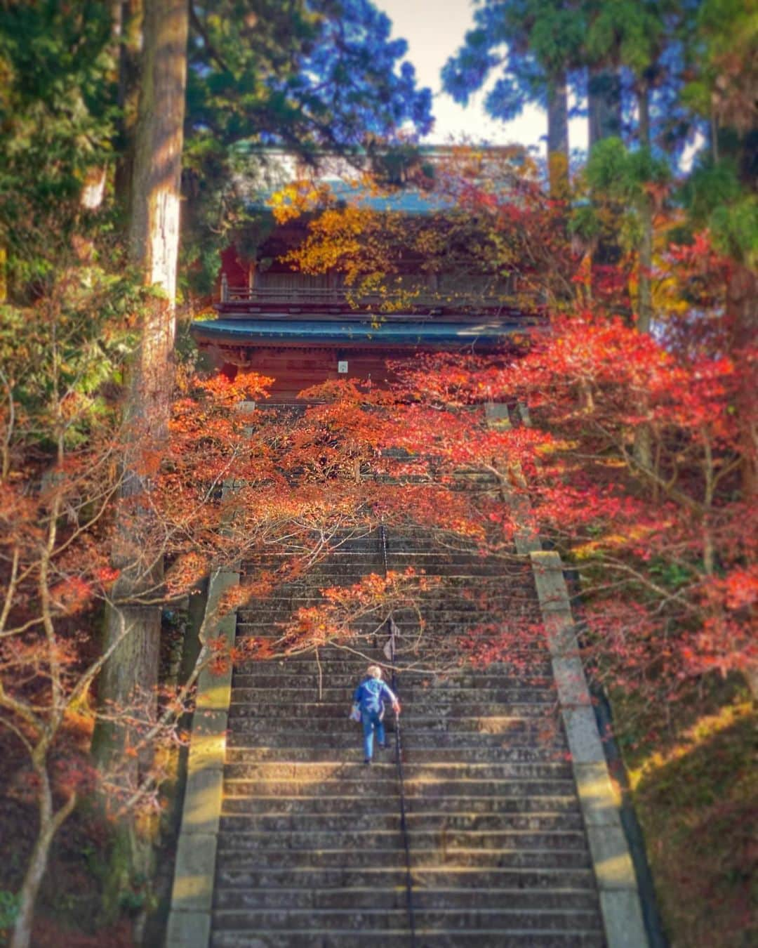 hama_aki_pppのインスタグラム：「滋賀県大津市#比叡山延暦寺 (スライドしてください) Location Siga Japan #Enryakujitemple (Swipe)   2023.11.08   毎年恒例のカレンダーを買いに#延暦寺 に行って来ました🚗💨 今年の紅葉はどこも緑や黄色の葉もあり見頃はこれからかなあと思うのに、赤茶色に丸まって落ちてる紅葉もいっぱいあって早くも散り紅葉も楽しめる不思議な光景が広がっています🍁🍁🍂 それはそれで綺麗なんですが 　 　  #神社仏閣  #寺社仏閣  #こころから  #おとな旅プレミアム  #神社好きな人と繋がりたい  #関西でお写んぽ  #寺院仏閣  #タビジェニ　 #しがトコ  #日本庭園  #iphonephotography  #sorakataphoto  #japanese_gardens  #japanesetemple  #jalan_travel  #beautiful_kansai  #loves_united_japan  #visitjapanjp #japantemple #zekkeipicture  #special_spot_  #deaf_bestshot_japan  #lovers_nippon  #japanesegarden  #autumnleaves  #japanautumn  #iphonephotographer」