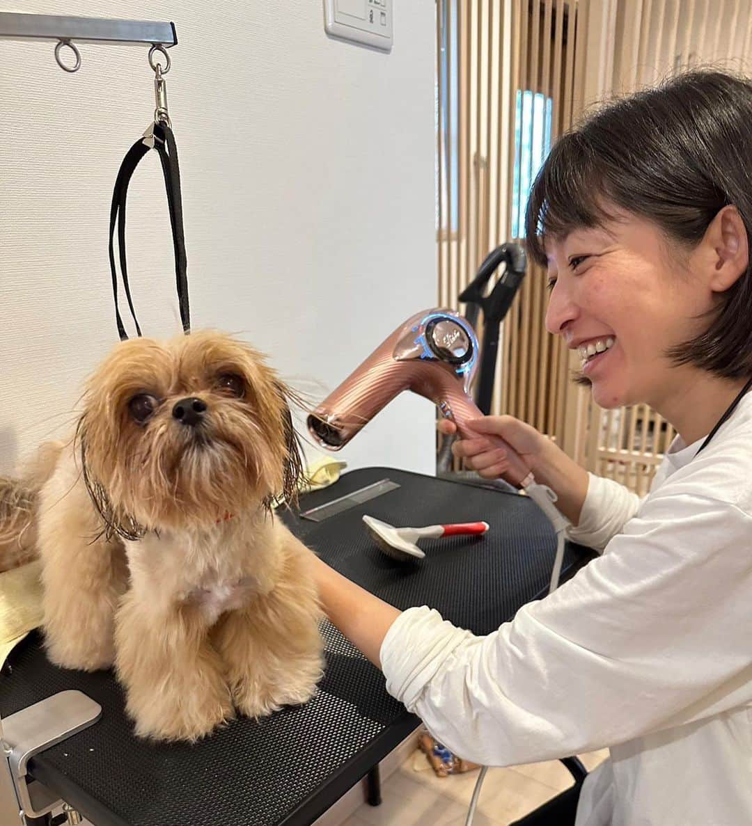 小野真弓さんのインスタグラム写真 - (小野真弓Instagram)「こんばんにゃ☺️🌙  くーちゃんにゃ🐈‍⬛❤️^ ^ あたちだって〜 可愛いいところ見てもらいたい🥺✨  招き猫スポットにおすましにゃ😘🐾  ほら、あたちのことが大好きなおかーさん🙋‍♀️ 撮らずにいられにゃーい(*´∀｀*)📷✨ そしてインスタ載せずにいられにゃーい(´∀｀*)💘  暗くなったら〜 あたちと、まりちゃまの時間⭐️🐻‍❄️ 今日は何ちて あちょぼーかしら☺️🪶  #黒猫#くろちゃん#くーちゃん #元野良#元激おこ猫 #今は怒らにゃいよ#触らせにゃい#ツンデレちゃん #にょろにょろ猫 #地域猫活動#さくら猫#外猫を家猫に #tnr ならぬ#tnhome  #捕まえて#手術して#お家に　🏡🐾  #トリマーかーさん#小春ちゃん ✂️ おかーさんは、ご近所わんこの小春ちゃんの トリミング〜🙋‍♀️✨ 今回は、講師にベテラン大先輩トリマーの @wanbo_waka さん😆  カットはもちろんだけど、、 何よりも、わんこの扱いが 全然ちがーう🥺✨  奥が深いよ。トリミング✂️🥲✨」11月10日 18時21分 - hanaharuaroi