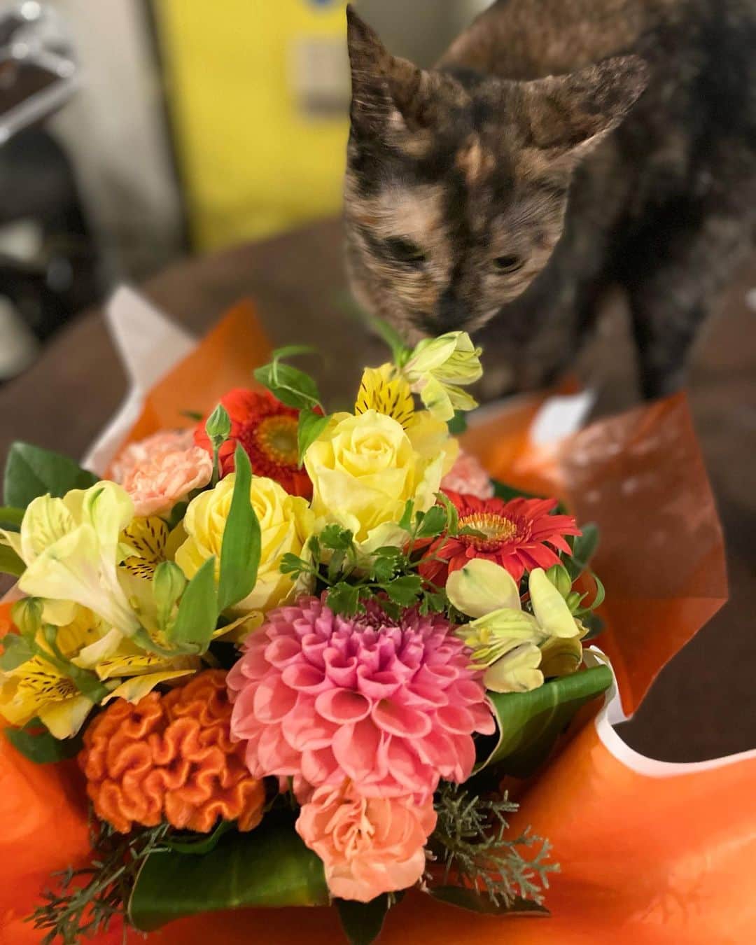 福山理子のインスタグラム：「猫と花とバイクのある生活  #香音寿 #保護猫と暮らす #お誕生日」