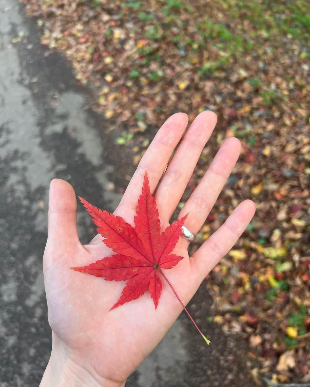 ハン・ソナさんのインスタグラム写真 - (ハン・ソナInstagram)「#지난가을산행🍂🍁🐿️」11月10日 18時41分 - shh_daily