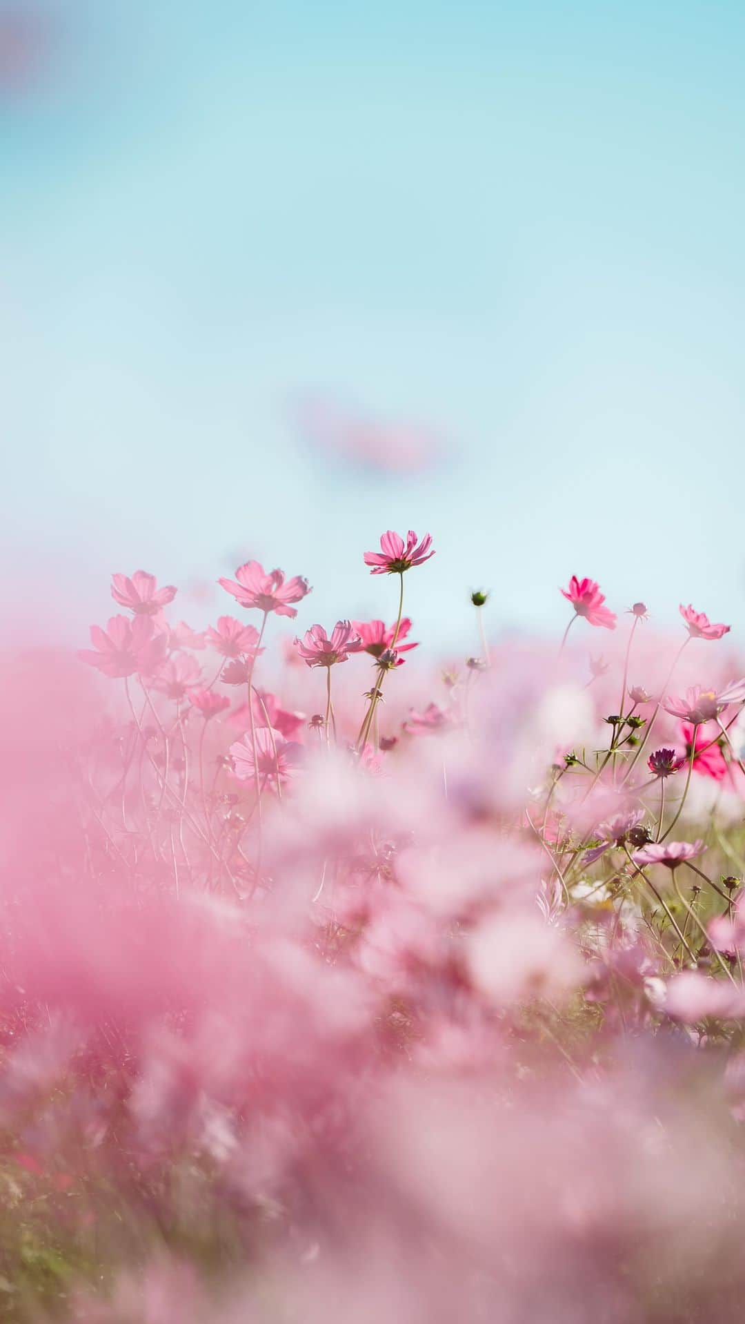 fuka_09のインスタグラム：「海を望むコスモス畑 ⁡ ブルーとピンクの世界が広がる この花の丘がとても好きです ⁡ ⁡ #Zf #Nikoncreators」