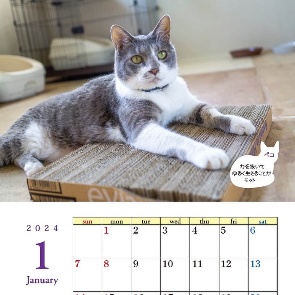 猫カフェきぶん屋さんのインスタグラム写真 - (猫カフェきぶん屋Instagram)「2024年カレンダー販売開始‼︎  今年もこの時期がやってきました。 来期を占うカレンダーの売れ行き。 新しい場所で撮影して例年と一味違った雰囲気のカレンダー、ぜひ買って応援してください🙇  カレンダーの発送は11/17(金)から開始予定です。 他の商品を注文してくださった方は同梱してその日以降に送りますがお急ぎの商品がある場合は先に送りますのでお問い合わせ下さい🙏  来年は、活動者に給料を払う会社に育てていきます。 僕のスカウト活動が失敗しなければうまくいくビジョンがあります。 来年ドンとうまくいったら再来年は目指せフェリシモさんのような会社を。 そのための資金を今回のカレンダーの利益に使います。 ぜひぜひぜひぜひ、よろしくお願いします‼︎ ご注文はプロフィールのリンクからネットショップへ進めます。 @nekocafekibunya   #カレンダー  #保護猫活動 #保護猫」11月10日 18時57分 - nekocafekibunya