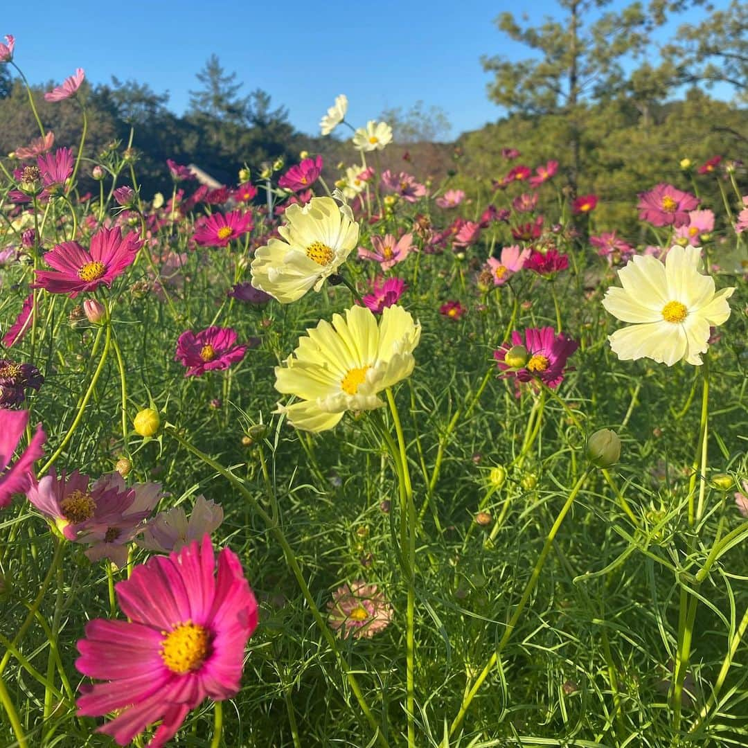 大島璃音さんのインスタグラム写真 - (大島璃音Instagram)「. どんよりとした1日でしたね☁️ 今週も1週間お疲れ様でした😌  今度は秋色ver.の渾身の秋桜のお写真たちです📷笑 鮮やかな色合いで気分上げて週末を迎えましょう⤴︎」11月10日 19時22分 - rinon_ohshima