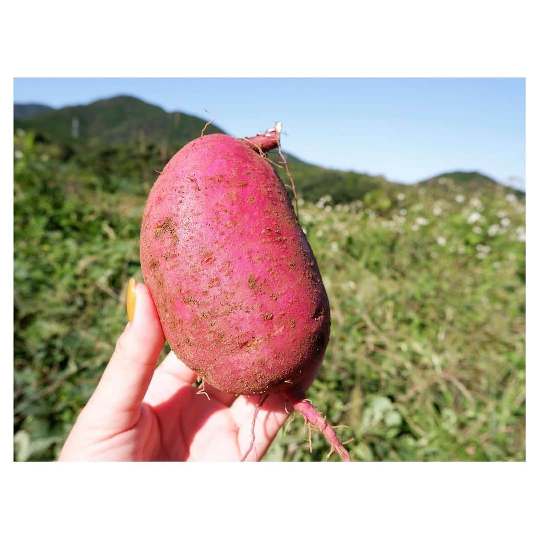 羽舞咲さんのインスタグラム写真 - (羽舞咲Instagram)「🎗Sweet potatoes  ⁡ 今年の7月ごろ 五島のサツマイモ農家さんから たくさんの苗（紅はるか）をいただいて 夫が土づくりをした畑に植えました🌱 ⁡ そして11月 楽しみにしていた収穫の時がやってきました‼︎ ⁡ ツルが長く伸びているので鎌で切って 根元の土を掘っていくと キレイな楕円のカタチの紅はるかが出てきた🍠 ⁡ 東京暮らしのときは こんな喜びを知らなかったなぁ… ⁡ 収穫をすると 「自然のしくみって素晴らしい」 ⁡ 自然の偉大さに感動します(*´-`*) ⁡ 美味しい自然のパワーをいただける豊かな暮らしに感謝❤️ ⁡ ⁡ ┅┅┅┅┅┅┅┅┅┅┅┅┅┅┅┅┅┅┅┅ ⁡ 🎧神宮前ラジオ 「羽舞咲のゆるゆるビューティ研究所」 （毎週水曜日オンエア） ⁡ 心を込めてお届けします♡ ⁡ @herbemi プロフィールリンクをチェック！！ ⁡ ┅┅┅┅┅┅┅┅┅┅┅┅┅┅┅┅┅┅┅┅ ⁡ #シンプルライフ #ライフシフト #スローライフ #ヘルシーライフ #セルフラブ #ナチュラルライフ #五島列島 #ウェルネスライフ #収穫 #夫婦野菜 #羽舞咲」11月10日 19時25分 - herbemi