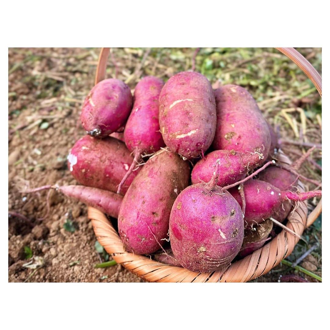 羽舞咲さんのインスタグラム写真 - (羽舞咲Instagram)「🎗Sweet potatoes  ⁡ 今年の7月ごろ 五島のサツマイモ農家さんから たくさんの苗（紅はるか）をいただいて 夫が土づくりをした畑に植えました🌱 ⁡ そして11月 楽しみにしていた収穫の時がやってきました‼︎ ⁡ ツルが長く伸びているので鎌で切って 根元の土を掘っていくと キレイな楕円のカタチの紅はるかが出てきた🍠 ⁡ 東京暮らしのときは こんな喜びを知らなかったなぁ… ⁡ 収穫をすると 「自然のしくみって素晴らしい」 ⁡ 自然の偉大さに感動します(*´-`*) ⁡ 美味しい自然のパワーをいただける豊かな暮らしに感謝❤️ ⁡ ⁡ ┅┅┅┅┅┅┅┅┅┅┅┅┅┅┅┅┅┅┅┅ ⁡ 🎧神宮前ラジオ 「羽舞咲のゆるゆるビューティ研究所」 （毎週水曜日オンエア） ⁡ 心を込めてお届けします♡ ⁡ @herbemi プロフィールリンクをチェック！！ ⁡ ┅┅┅┅┅┅┅┅┅┅┅┅┅┅┅┅┅┅┅┅ ⁡ #シンプルライフ #ライフシフト #スローライフ #ヘルシーライフ #セルフラブ #ナチュラルライフ #五島列島 #ウェルネスライフ #収穫 #夫婦野菜 #羽舞咲」11月10日 19時25分 - herbemi
