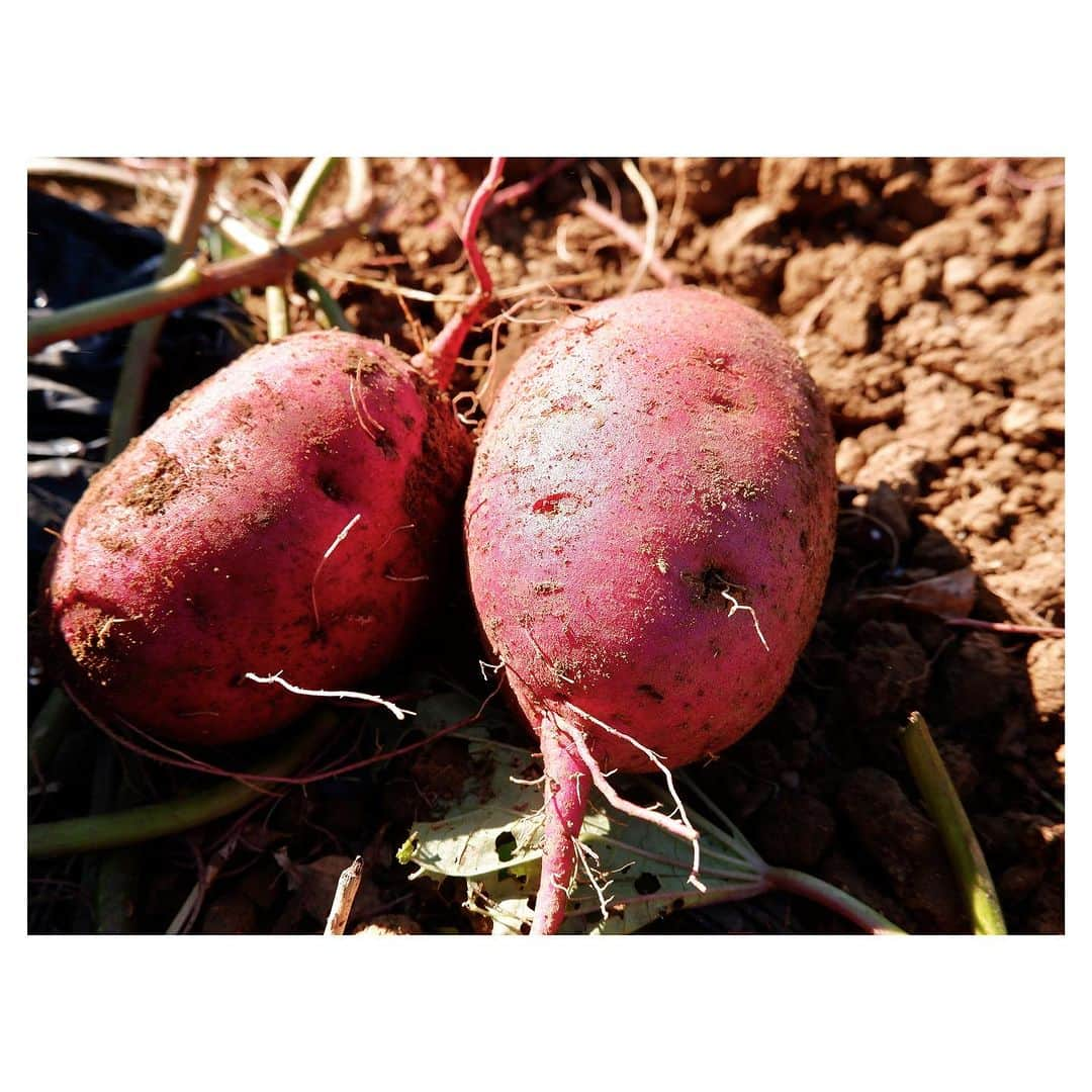 羽舞咲さんのインスタグラム写真 - (羽舞咲Instagram)「🎗Sweet potatoes  ⁡ 今年の7月ごろ 五島のサツマイモ農家さんから たくさんの苗（紅はるか）をいただいて 夫が土づくりをした畑に植えました🌱 ⁡ そして11月 楽しみにしていた収穫の時がやってきました‼︎ ⁡ ツルが長く伸びているので鎌で切って 根元の土を掘っていくと キレイな楕円のカタチの紅はるかが出てきた🍠 ⁡ 東京暮らしのときは こんな喜びを知らなかったなぁ… ⁡ 収穫をすると 「自然のしくみって素晴らしい」 ⁡ 自然の偉大さに感動します(*´-`*) ⁡ 美味しい自然のパワーをいただける豊かな暮らしに感謝❤️ ⁡ ⁡ ┅┅┅┅┅┅┅┅┅┅┅┅┅┅┅┅┅┅┅┅ ⁡ 🎧神宮前ラジオ 「羽舞咲のゆるゆるビューティ研究所」 （毎週水曜日オンエア） ⁡ 心を込めてお届けします♡ ⁡ @herbemi プロフィールリンクをチェック！！ ⁡ ┅┅┅┅┅┅┅┅┅┅┅┅┅┅┅┅┅┅┅┅ ⁡ #シンプルライフ #ライフシフト #スローライフ #ヘルシーライフ #セルフラブ #ナチュラルライフ #五島列島 #ウェルネスライフ #収穫 #夫婦野菜 #羽舞咲」11月10日 19時25分 - herbemi