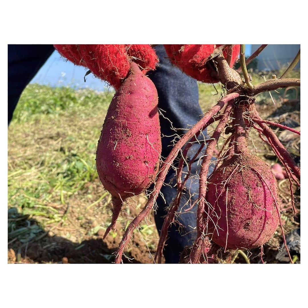 羽舞咲さんのインスタグラム写真 - (羽舞咲Instagram)「🎗Sweet potatoes  ⁡ 今年の7月ごろ 五島のサツマイモ農家さんから たくさんの苗（紅はるか）をいただいて 夫が土づくりをした畑に植えました🌱 ⁡ そして11月 楽しみにしていた収穫の時がやってきました‼︎ ⁡ ツルが長く伸びているので鎌で切って 根元の土を掘っていくと キレイな楕円のカタチの紅はるかが出てきた🍠 ⁡ 東京暮らしのときは こんな喜びを知らなかったなぁ… ⁡ 収穫をすると 「自然のしくみって素晴らしい」 ⁡ 自然の偉大さに感動します(*´-`*) ⁡ 美味しい自然のパワーをいただける豊かな暮らしに感謝❤️ ⁡ ⁡ ┅┅┅┅┅┅┅┅┅┅┅┅┅┅┅┅┅┅┅┅ ⁡ 🎧神宮前ラジオ 「羽舞咲のゆるゆるビューティ研究所」 （毎週水曜日オンエア） ⁡ 心を込めてお届けします♡ ⁡ @herbemi プロフィールリンクをチェック！！ ⁡ ┅┅┅┅┅┅┅┅┅┅┅┅┅┅┅┅┅┅┅┅ ⁡ #シンプルライフ #ライフシフト #スローライフ #ヘルシーライフ #セルフラブ #ナチュラルライフ #五島列島 #ウェルネスライフ #収穫 #夫婦野菜 #羽舞咲」11月10日 19時25分 - herbemi