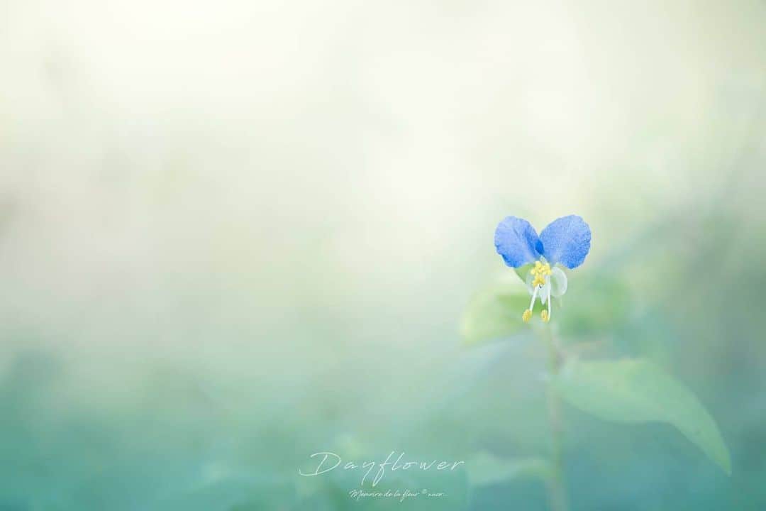 花の写真館のインスタグラム：「Photo by @m__fleur. https://instagram.com/m__fleur/ . Original Post[投稿いただいたURL] https://www.instagram.com/p/CylS4CivSTg/ . 本アカウントは、 #私の花の写真 をつけてInstagramに投稿された皆さまの花の写真や、「花の写真館」Facebookページで投稿された花の写真を紹介します。 「花の写真館」Facebookページは、「 @floral.photograph 」のプロフィールにあるURLからご覧ください。 . ※各種法令、マナー、関係者の指示に従った撮影をお願いします。 *Please ensure that your photography adheres to all relevant laws, etiquette, and instructions issued by authorized persons. ※本アカウントは東京カメラ部がFacebook、Instagramのサービスを利用して運営しているもので、Meta社・Instagramとは一切関係ありません。 . #花の写真館 #floralphotograph #floralphoto #flower #flowers Follow: @floral.photograph」