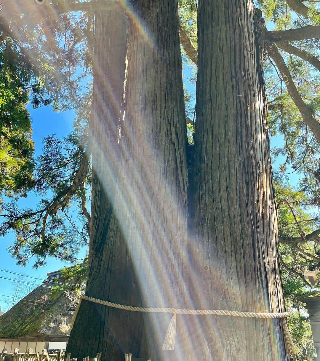 亜希子さんのインスタグラム写真 - (亜希子Instagram)「少し前になりますが、長野県・戸隠神社に行って参りました。  無事に映画『つんドル』が公開された御礼と、今回の作品で沢山の素晴らしい俳優の皆さまに出会えたご縁に感謝したく、芸能の神様がいる火之御子社をはじめ「5社巡り」と呼ばれる、周辺５つの神社にご挨拶に伺うことが目的でした。  写真は、大きな杉の前でポーズを決めるワシ。  (超オフなので無化粧ジャージでごめんなさいね…)  私の顔の周りに、鮮やかな光の円が２つかかっていて、なんだか少しだけ「ようこそ戸隠にいらっしゃった！」と目には見えない何かに歓迎をして頂いたような気がしました。  まあ、完全にカメラの屈折光だと分かっているが…🤣  戸隠周辺の安らぎに満ち溢れたエネルギーは素晴らしくて、完全に癒されましたな。  そして、しばらく長野の大自然の中に滞在して新しい小説の原稿も書いていたのですが、これが捗る、捗る。  我々は自然の中で生かされているという、当たり前の出来事にも気づかされたのでした。  さてさて、切り替えて。  明日は、あの大人気ラジオに出演させていただきます！！！✨✨  FMヨコハマ『FUTURESCAPE』。  大好きなクンポン様こと小山薫堂先生、そして、我らが偉大なる女神🗽大好きな柳井 麻希さんにご挨拶に伺います！  この番組、ほんとに大好き！   出演させて頂くの、何度目でしょう！  (以前、恐れ多くも、小山薫堂先生の代打MCを務めさせて頂いたこともあります！)  スタッフさま、出演者さま、いつもご愛顧ありがとうございます。笑  出演時刻は、10:00頃から30分の予定です。  もちろん『つんドル』主題歌の、ねぐせ。さんの『サンデイモーニング』も流して頂くつもりだ！！！」11月10日 19時44分 - akiko_ohki