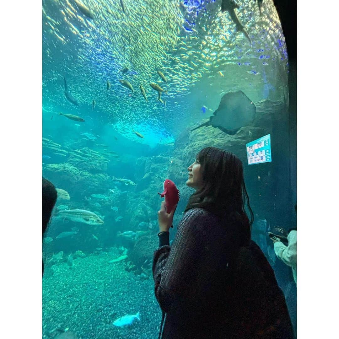 舘谷春香のインスタグラム：「タイペイと新江ノ島水族館に行ってきました🐟 私水族館も動物園も大好き🐟 タイペイは初めて水族館行って先輩の魚たくさんみて楽しそうだった🐟  #水族館 #新江ノ島水族館 #江ノ島 #江ノ島水族館 #えのすい #タイペイ #ぬいぐるみ #ぬいどり #ぬい撮り #鯛 #真鯛 #マダイ #神奈川 #神奈川観光 #江ノ島観光」