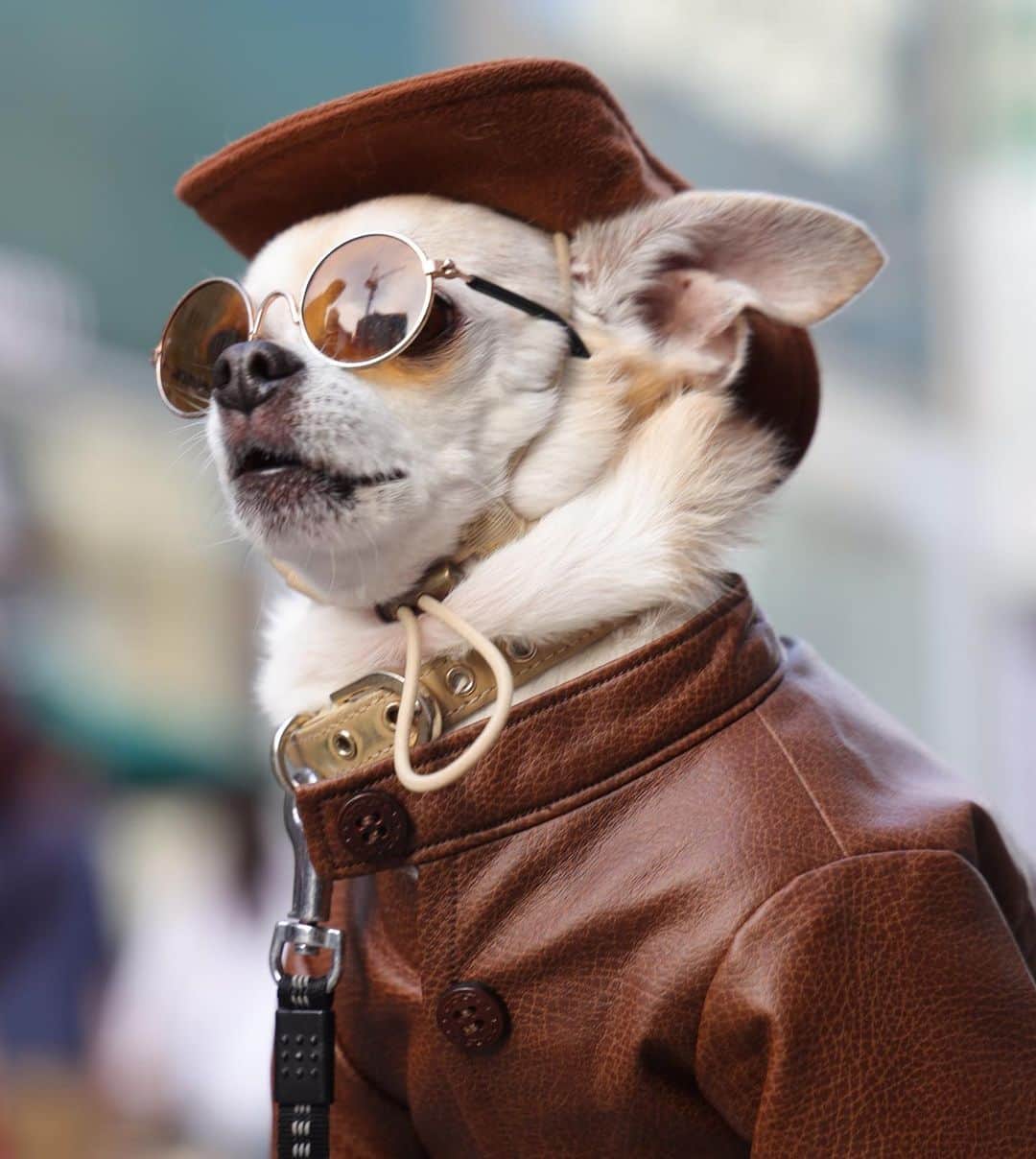 のインスタグラム：「そろそろレザーも着られる寒さになってきたぞ！  #dog#dogstagram#instadog#chihuahua#barkbox#mydogiscutest#buzzfeed#dog_features#fluffypack#barkpack#dogsofinstagram#犬#チワワ#手作り#handmade#着物#fashion#紋次郎一家#チーム茶#ふわもこ部#igersjp#peco犬部#dogfashion #whisky」
