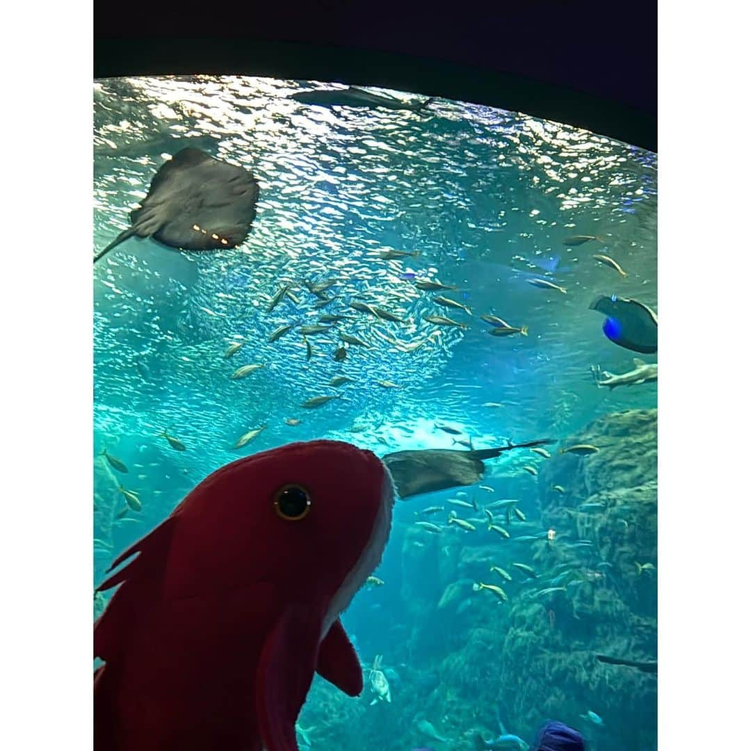 舘谷春香さんのインスタグラム写真 - (舘谷春香Instagram)「江ノ島水族館続き🐬  先輩の魚たち見て感動するタイペイ🐟 色んなお魚がいるね…🐟 タイペイは真鯛です🐟  🐟{青春という魚…  #新江ノ島水族館 #江ノ島水族館 #えのすい #江ノ島 #魚 #タイペイ #ぬいぐるみ #ぬい撮り #ぬいどり #ヌイグルミスト #ヌイグルミスト #nuigurumi #マダイ #鯛 #🐟 #🐬 #🐡 #🐠」11月10日 19時51分 - tty0250hrk