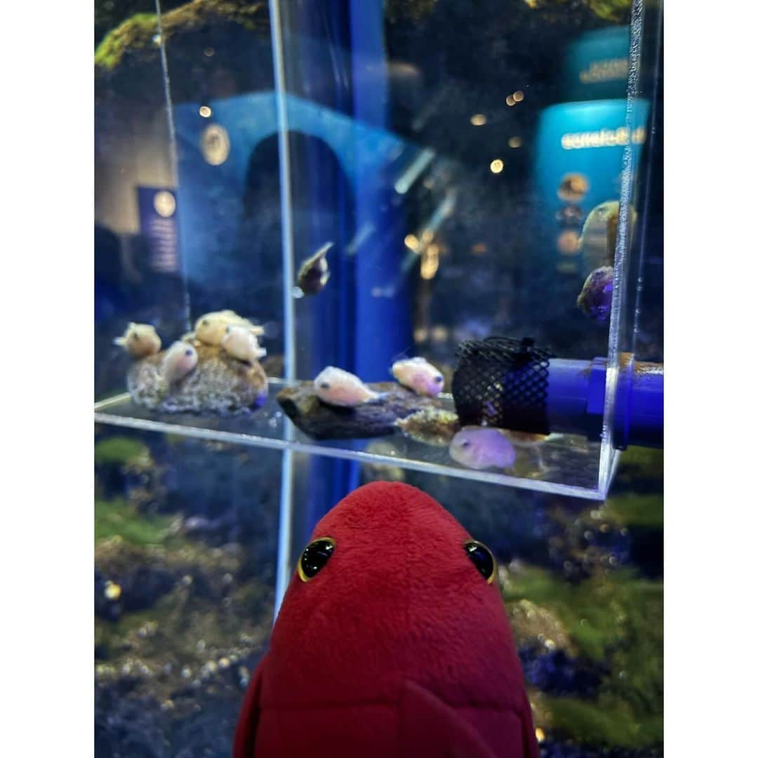 舘谷春香さんのインスタグラム写真 - (舘谷春香Instagram)「江ノ島水族館続き🐬  先輩の魚たち見て感動するタイペイ🐟 色んなお魚がいるね…🐟 タイペイは真鯛です🐟  🐟{青春という魚…  #新江ノ島水族館 #江ノ島水族館 #えのすい #江ノ島 #魚 #タイペイ #ぬいぐるみ #ぬい撮り #ぬいどり #ヌイグルミスト #ヌイグルミスト #nuigurumi #マダイ #鯛 #🐟 #🐬 #🐡 #🐠」11月10日 19時51分 - tty0250hrk