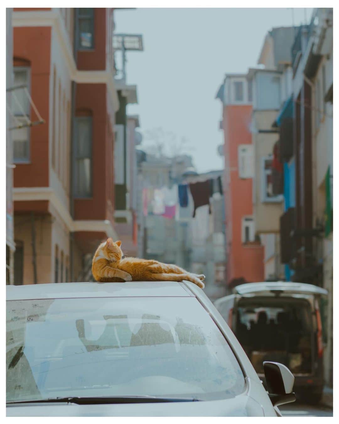 Putri Anindyaさんのインスタグラム写真 - (Putri AnindyaInstagram)「a series of cats in Balat //   Located in Istanbul, Türkiye, this hilly area has one of the most unique houses and ambience. The people are so nice but for me, the nicest of them all are the cats. They are so lovely and not afraid with the people. Most of them are fed by the people in the neighborhood and they do love cats. Which #catphoto that is your favorite here? 🐈✨   #passionpassport #streetphotography #türkiye #gotürkiye #balat #istanbul #sonya7c」11月10日 19時59分 - puanindya