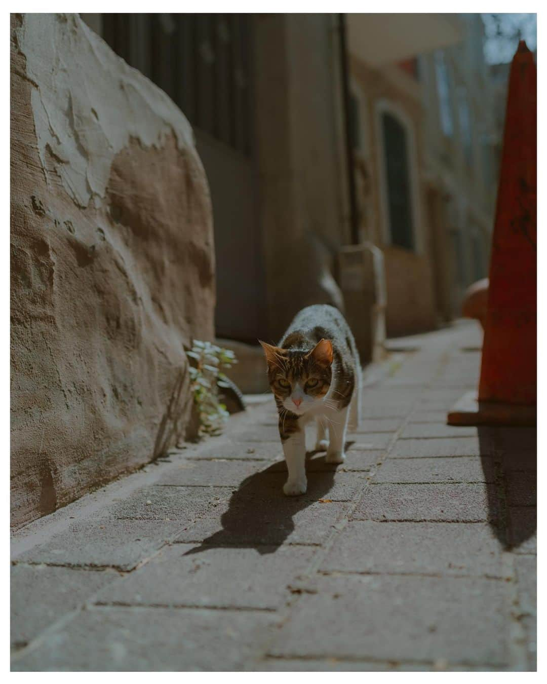 Putri Anindyaさんのインスタグラム写真 - (Putri AnindyaInstagram)「a series of cats in Balat //   Located in Istanbul, Türkiye, this hilly area has one of the most unique houses and ambience. The people are so nice but for me, the nicest of them all are the cats. They are so lovely and not afraid with the people. Most of them are fed by the people in the neighborhood and they do love cats. Which #catphoto that is your favorite here? 🐈✨   #passionpassport #streetphotography #türkiye #gotürkiye #balat #istanbul #sonya7c」11月10日 19時59分 - puanindya