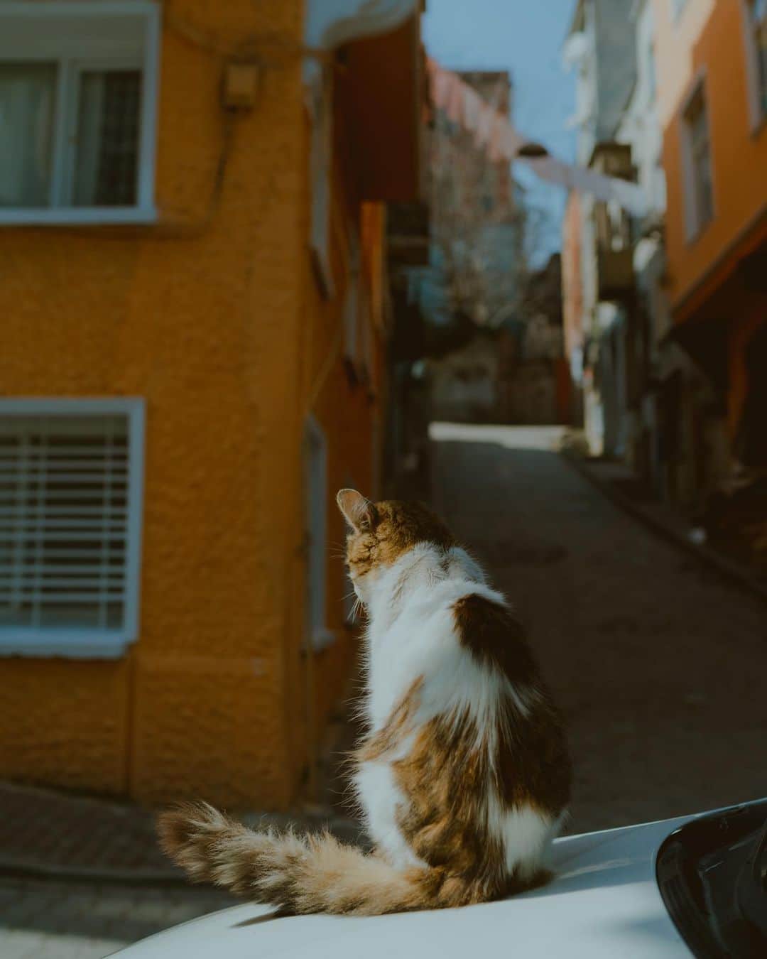 Putri Anindyaのインスタグラム：「a series of cats in Balat //   Located in Istanbul, Türkiye, this hilly area has one of the most unique houses and ambience. The people are so nice but for me, the nicest of them all are the cats. They are so lovely and not afraid with the people. Most of them are fed by the people in the neighborhood and they do love cats. Which #catphoto that is your favorite here? 🐈✨   #passionpassport #streetphotography #türkiye #gotürkiye #balat #istanbul #sonya7c」