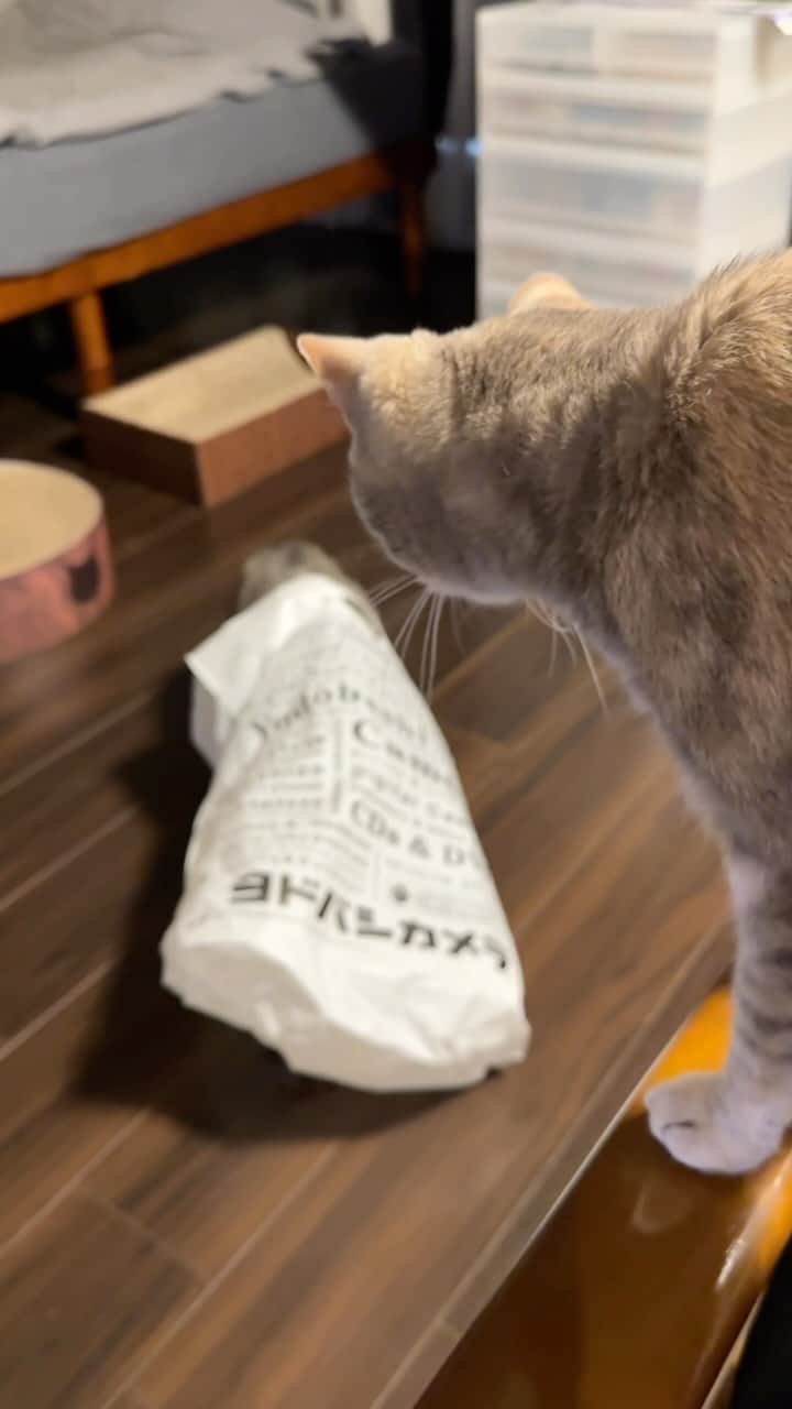 モアレ & クリエのインスタグラム：「袋入りモアレさんと現場検証するクリエ  #モアクリ #moacrie #ねこ #猫 #cat #catsagram #ねこすたぐらむ #にゃんすたぐらむ #猫のいる暮らし #ねこのいる生活」