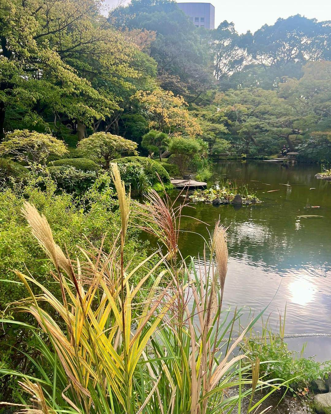 ホテル ニューオータニのインスタグラム：「日本庭園ではススキの穂が揺れ、桜の葉先が色づき始めました。秋らしい雰囲気を感じることが出来ます。 気候の良いこの時期に、庭園散歩はいかがですか？  #秋 #すすき #秋の風景 #秋の花 #日本庭園 #庭園 #庭 #autumn #autumnvibes  #japanesegarden #japnesegardens #tokyo #japan #tokyotrip  #tokyotravel #tokyohotel  #virtualtour #japanbeauty #forbestravelguide #futuretravelguide #thepreferredlife #ホテルニューオータニ #ニューオータニ #hotelnewotani #newotani #ホテル #東京ホテル #ホテルステイ」