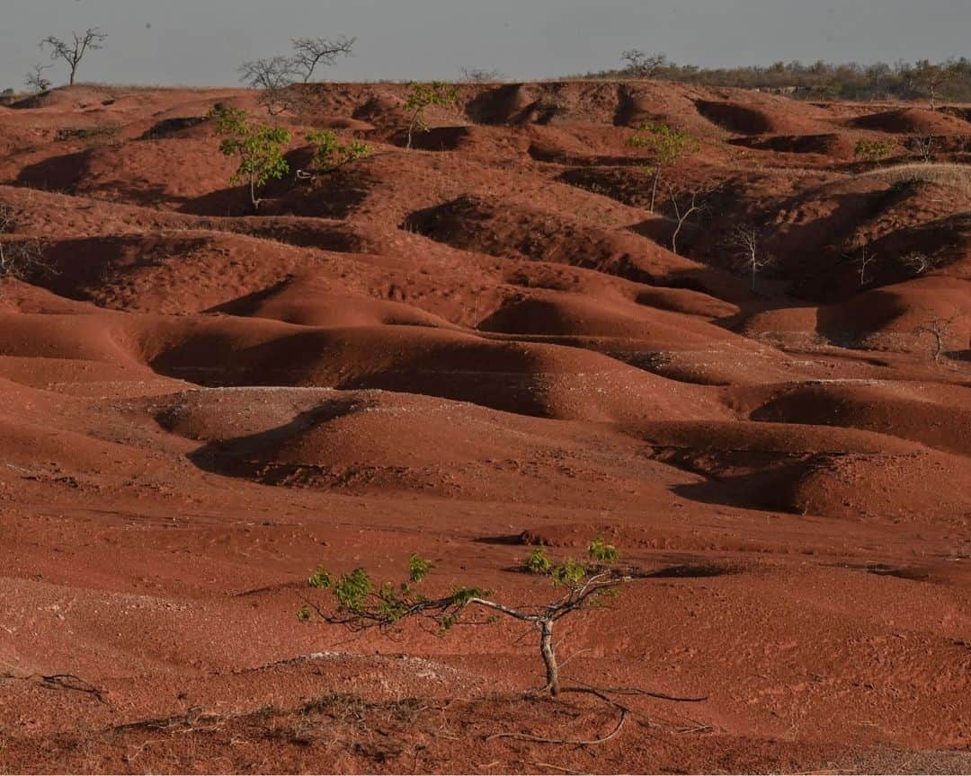 AFP通信さんのインスタグラム写真 - (AFP通信Instagram)「In Brazil town turning to desert, farmers fight to hang on⁣ ⁣ Gilbues, in the northeastern state of Piaui, is Brazil's worst desertification hotspot. The landscape of rugged red craters looks like something from Mars, the rain is rare and the land is fast turning to desert. Experts say the process is caused by rampant erosion of the region's naturally fragile soil, and is being exacerbated by deforestation, reckless development and likely climate change. But some farmers fight to hang on and to keep their cows and themselves alive.⁣ ⁣ 📷 Nelson Almeida #AFPPhoto」11月10日 21時00分 - afpphoto